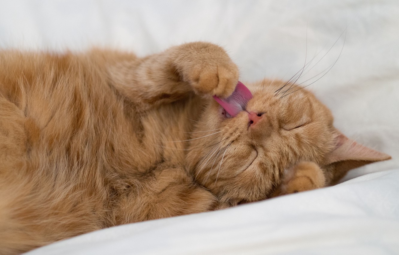 Cat Yawns - HD Wallpaper 