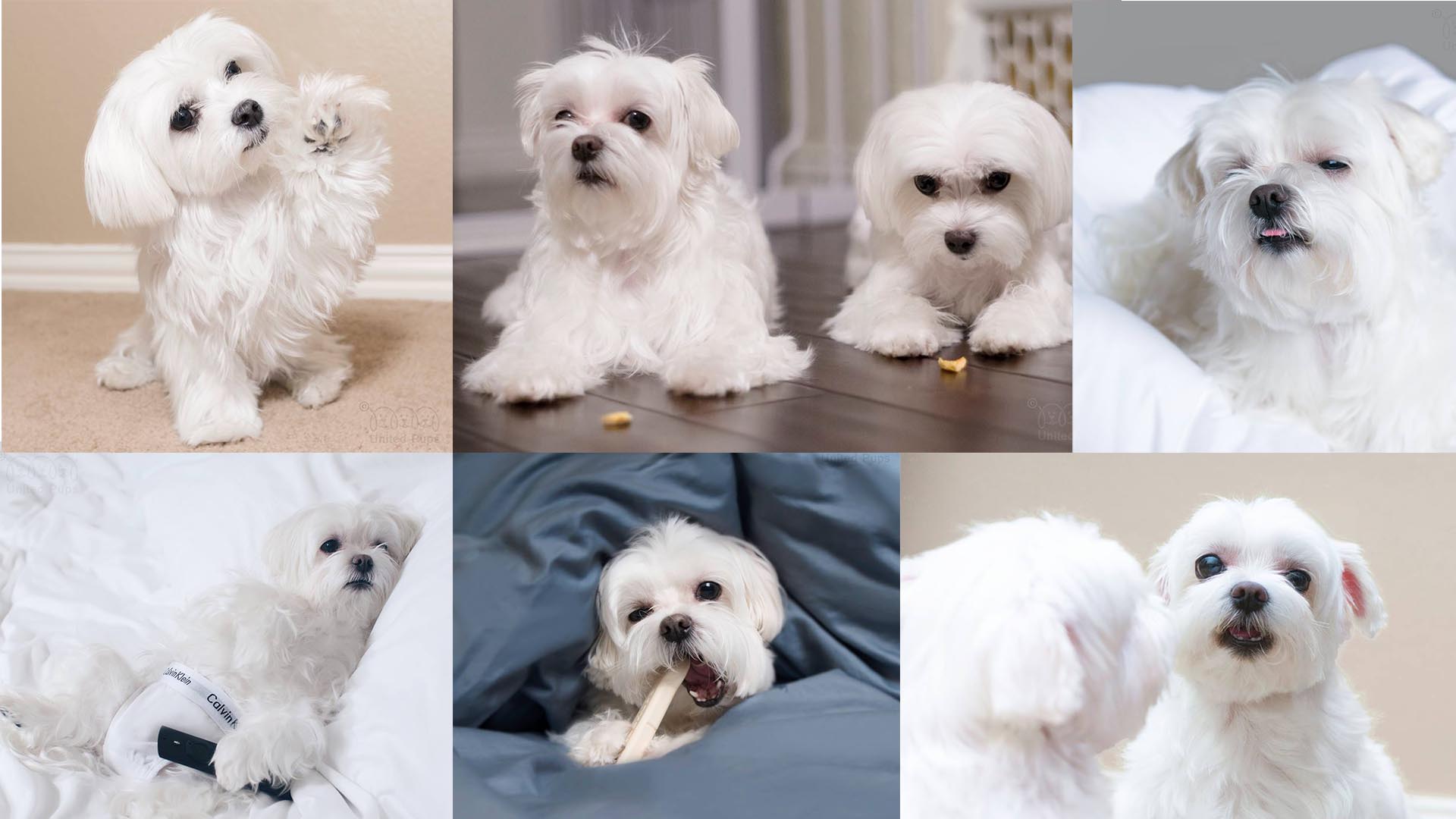 Dog Wallpaper Maltese - HD Wallpaper 