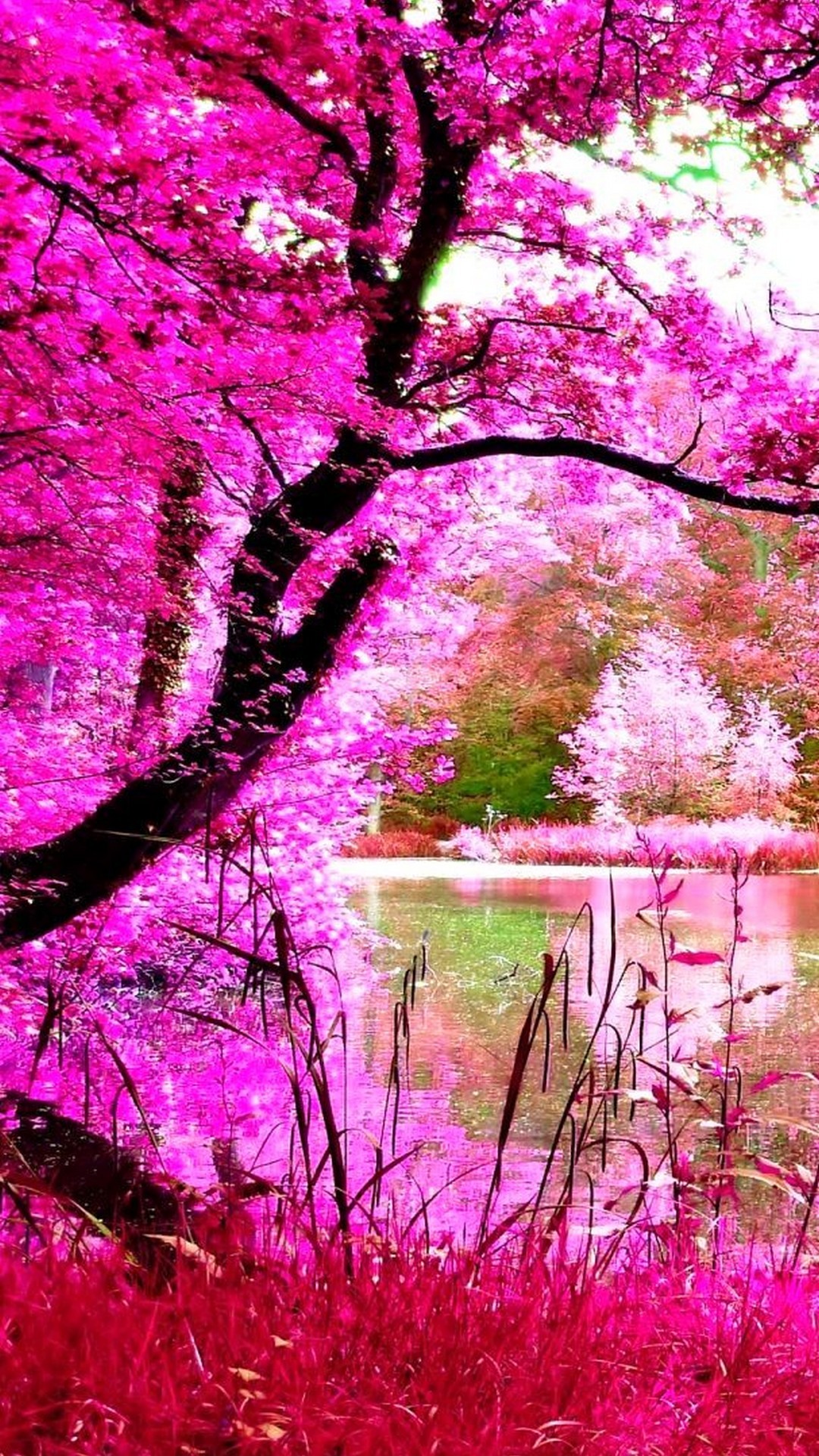 Beautiful Pink Nature Iphone Wallpaper Resolution - Pink Nature - HD Wallpaper 