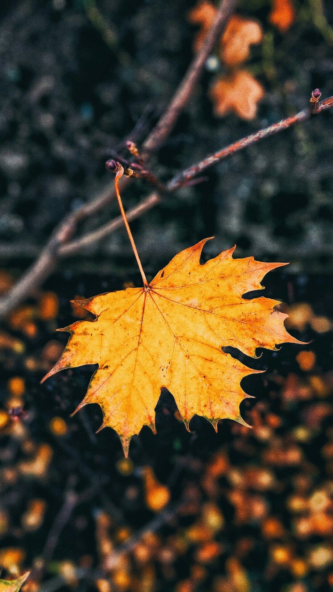 Beautiful Wallpaper For Phone, Nature Wallpaper, Fall Fall Wallpaper For Mobile - -