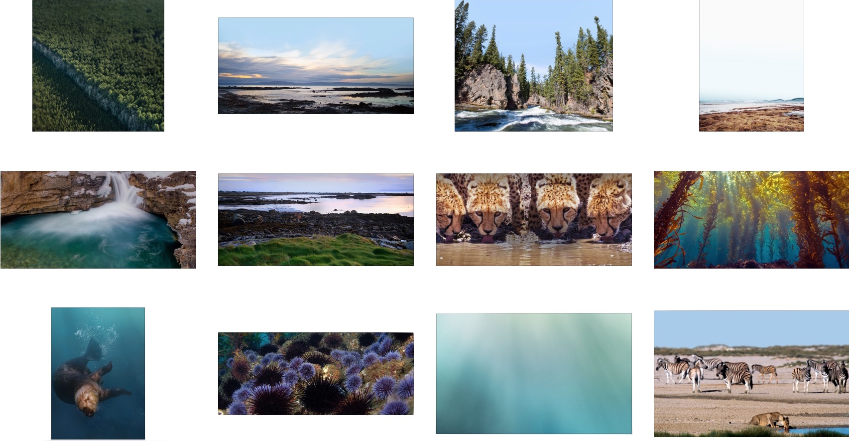 Apple Earth Day Hidden Nature Wallpapers - Collage - HD Wallpaper 