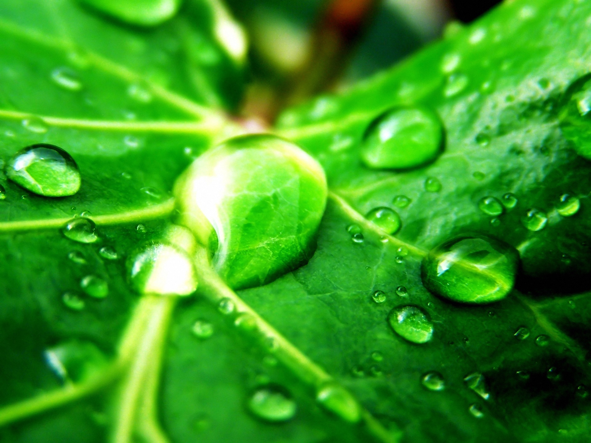 Green Nature Wallpaper - Dew Drops On Leaves - HD Wallpaper 