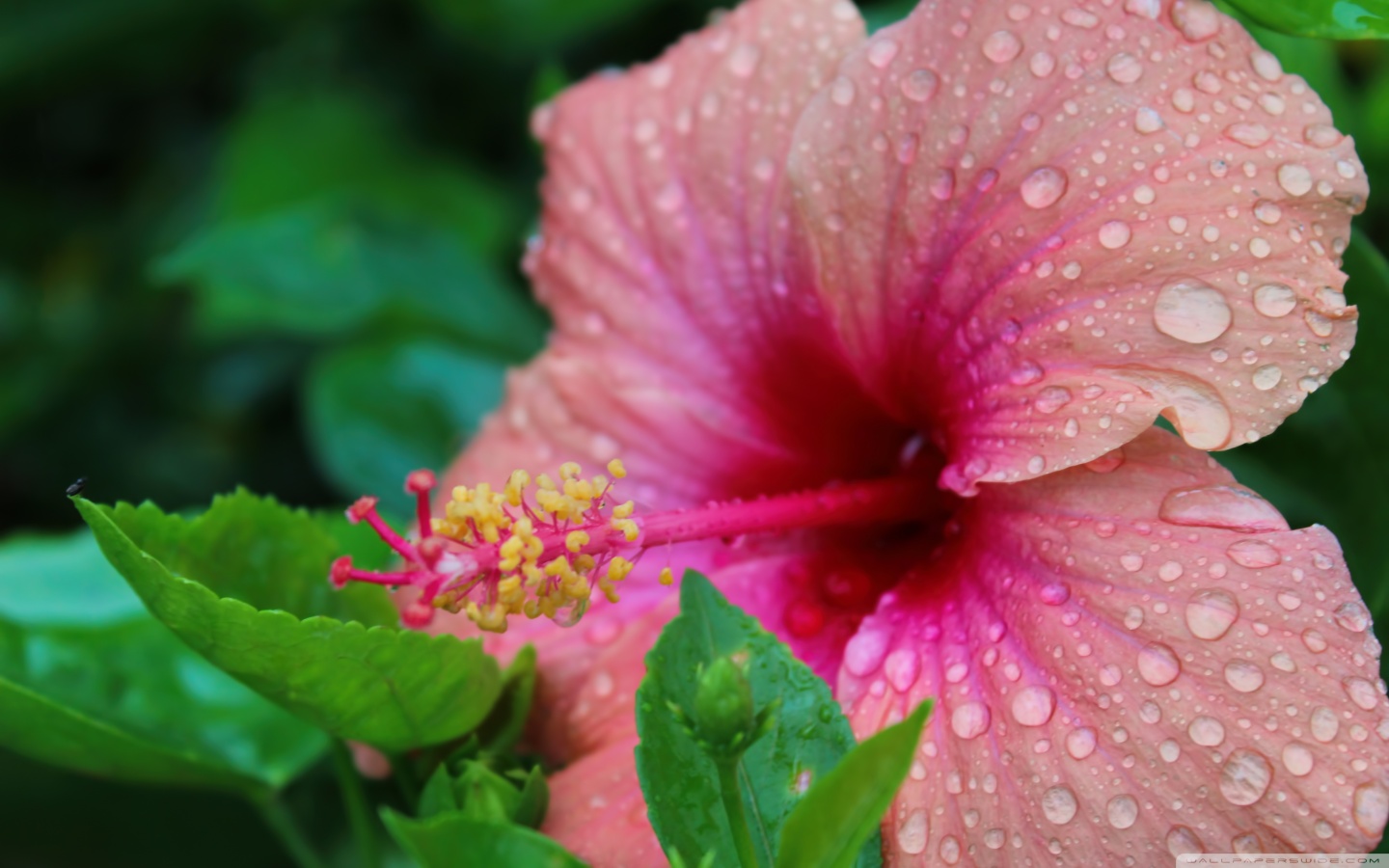 Hibiscus Wallpapers Full Hd - HD Wallpaper 