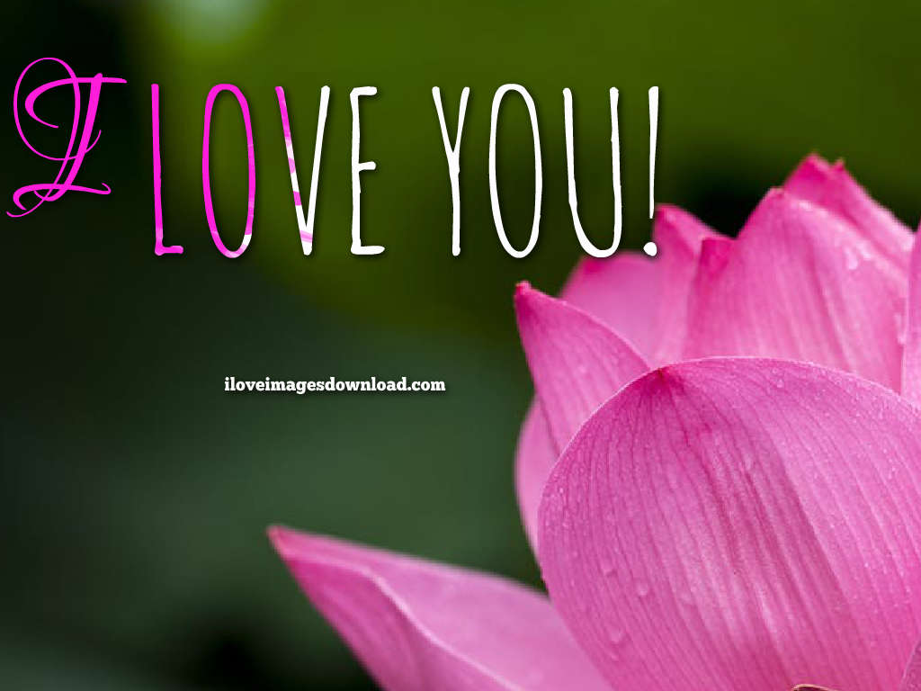 I Love You Wallpapers Free Download - Flower Images Good Morning - 1024x768  Wallpaper 