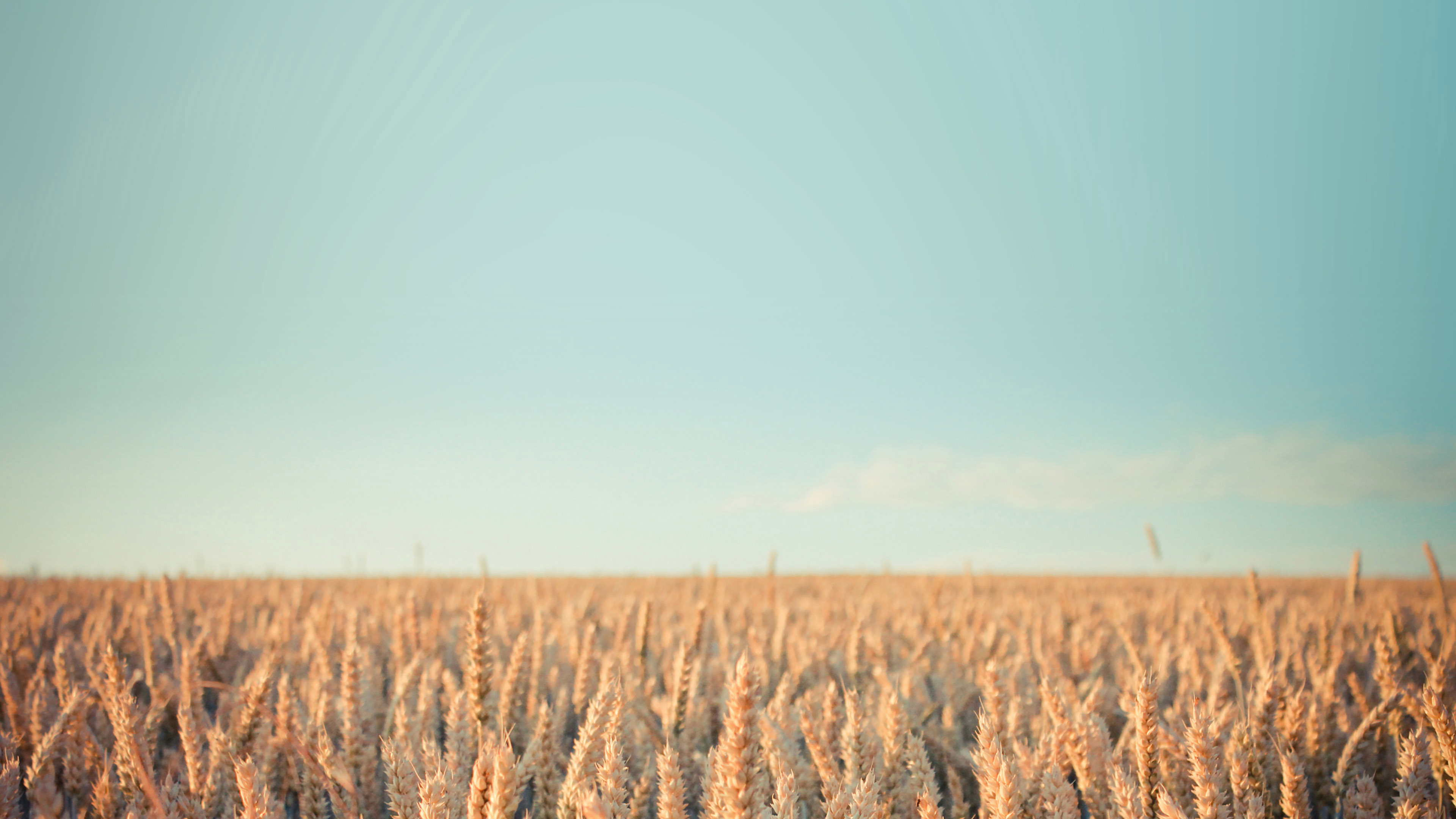 Field - HD Wallpaper 