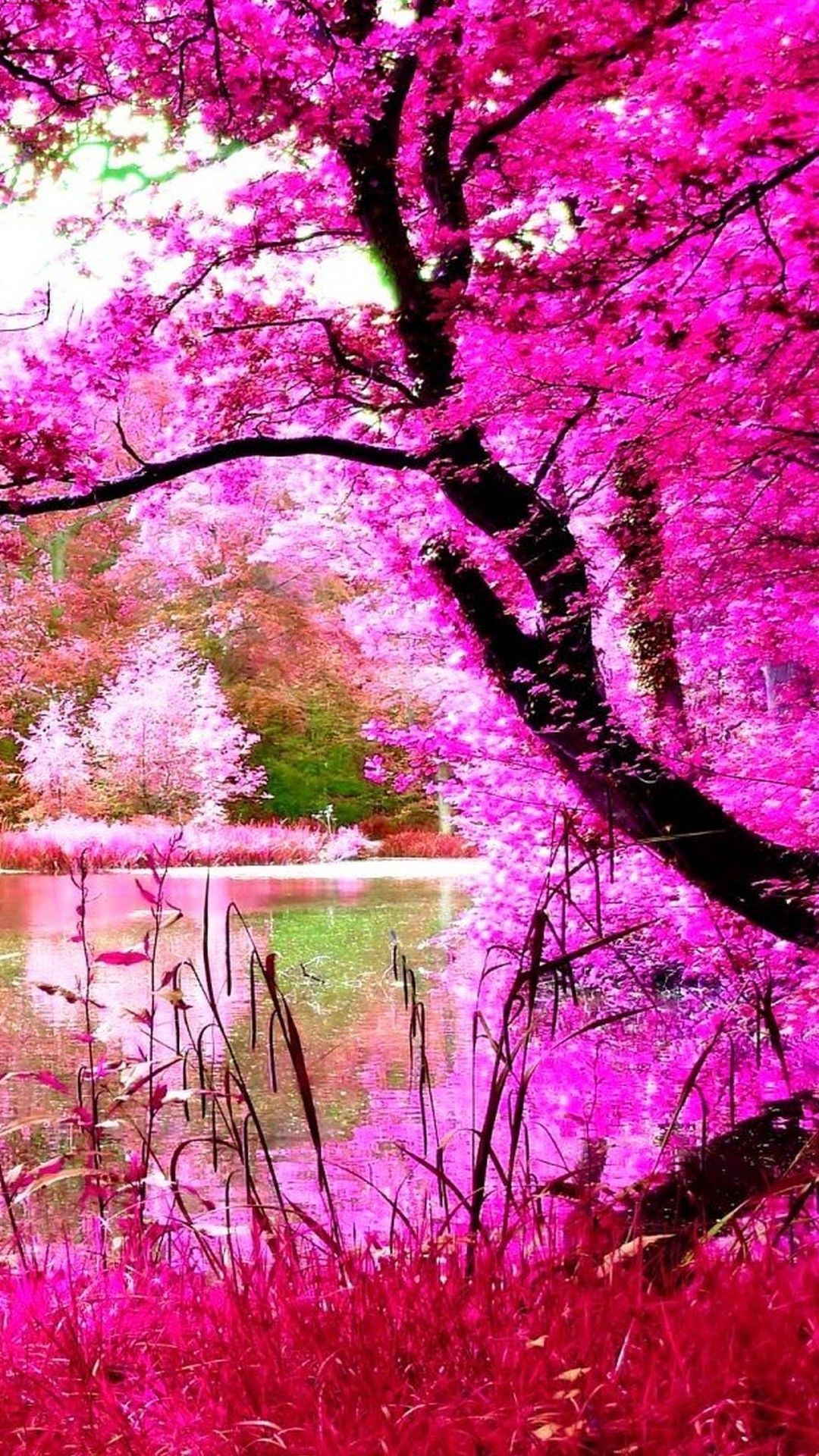 Nature Wallpaper For Whatsapp - 1080x1920 Wallpaper Nature Wallpaper For Whatsapp - 1080x1920 Wallpaper