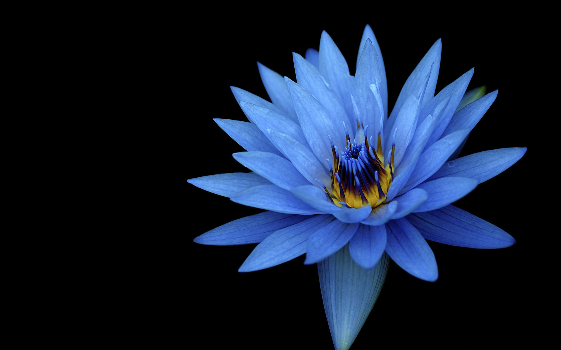 Dark Background Of Flowers - HD Wallpaper 