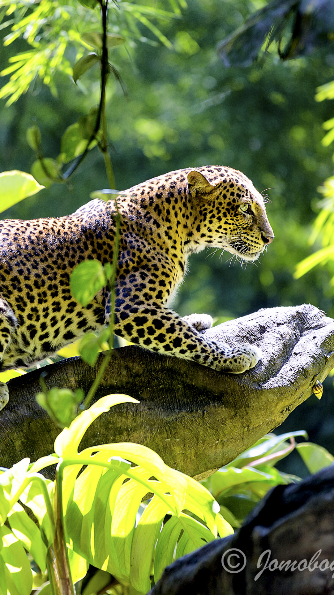 Jaguar Wallpaper For Mobile - HD Wallpaper 