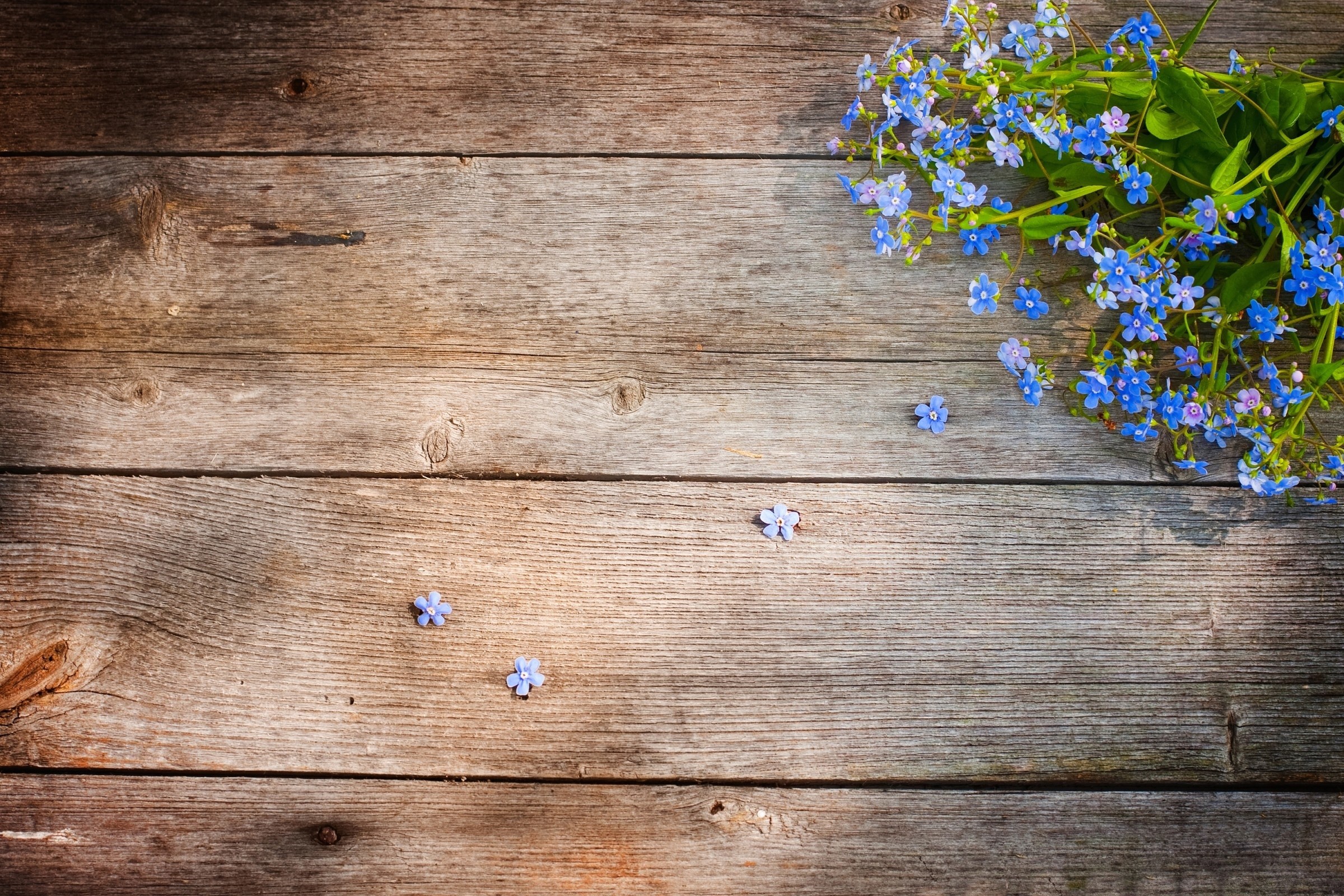 Hd Nature Wallpaper Fresh Download Desktop Wallpapers - Wood With Flowers Background Hd - 2400x1600 Wallpaper Hd Nature Wallpaper Fresh Download Desktop Wallpapers - Wood With Flowers Background Hd - 2400x1600 Wallpaper