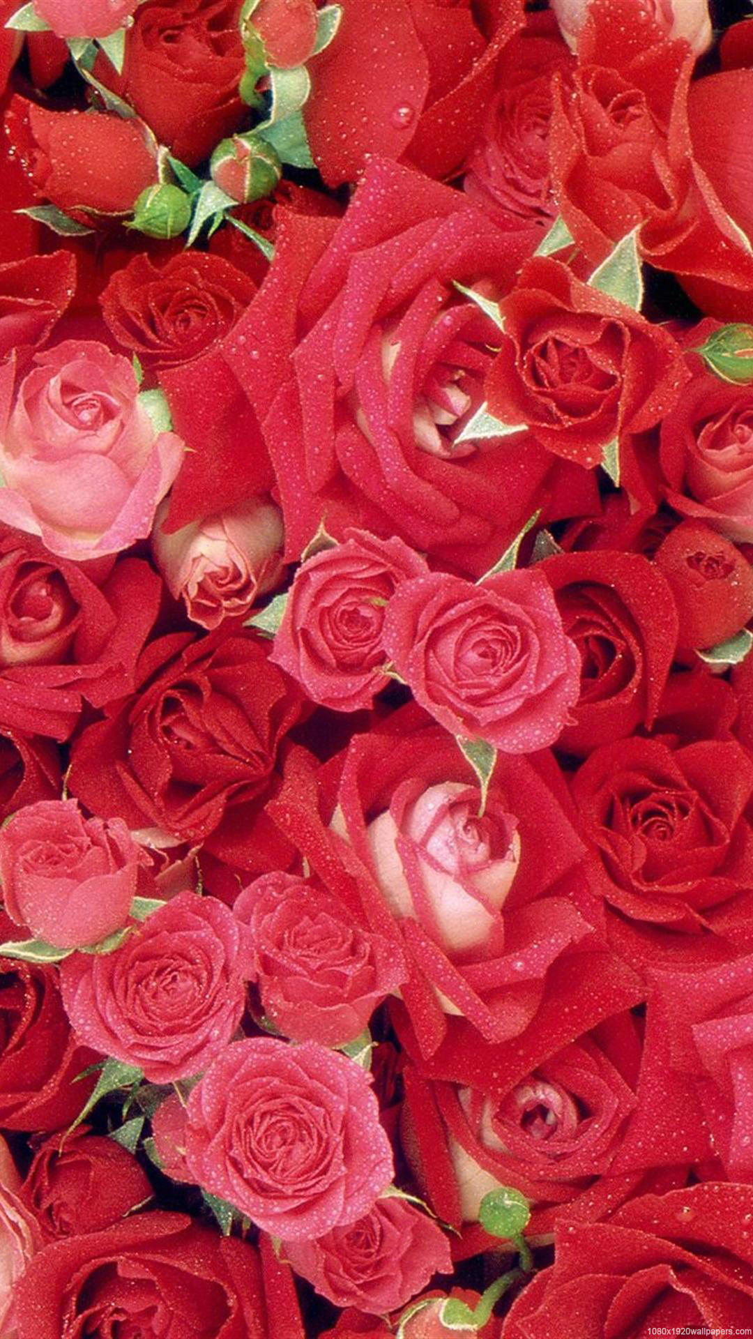 Mobile Rose Flower Wallpaper Hd - 1080x1920 Wallpaper Mobile Rose Flower Wallpaper Hd - 1080x1920 Wallpaper