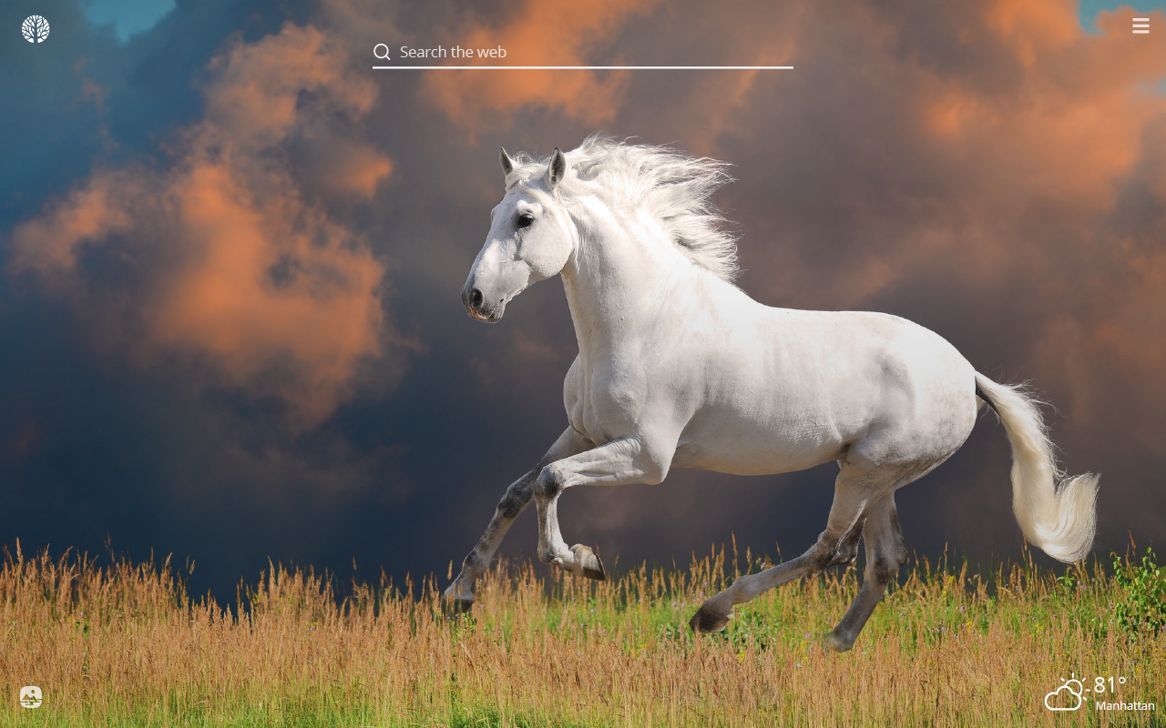 Hd Images Of White Horse - HD Wallpaper 