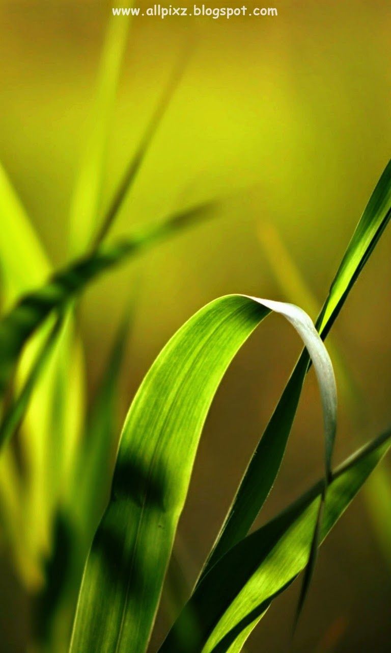 Nokia Mobile Wallpaper Hd Free Download - 768x1280 Wallpaper Nokia Mobile Wallpaper Hd Free Download - 768x1280 Wallpaper
