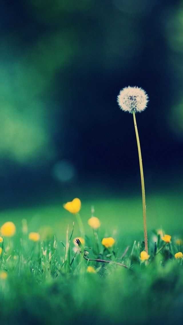 Android Nature Wallpapers For Mobile - 640x1136 Wallpaper Android Nature Wallpapers For Mobile - 640x1136 Wallpaper