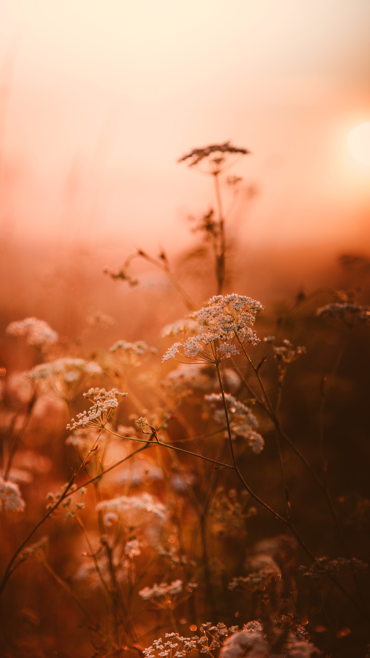 Galaxy Note 10 Plus Wallpaper Note 10 Wallpaper 17 - Note 10 - HD Wallpaper 