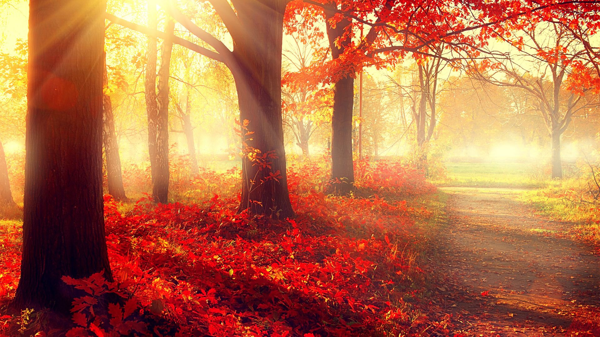 Park, 5k, 4k Wallpaper, Autumn, Beautiful, Leaves, - Beautiful Fall - HD Wallpaper 