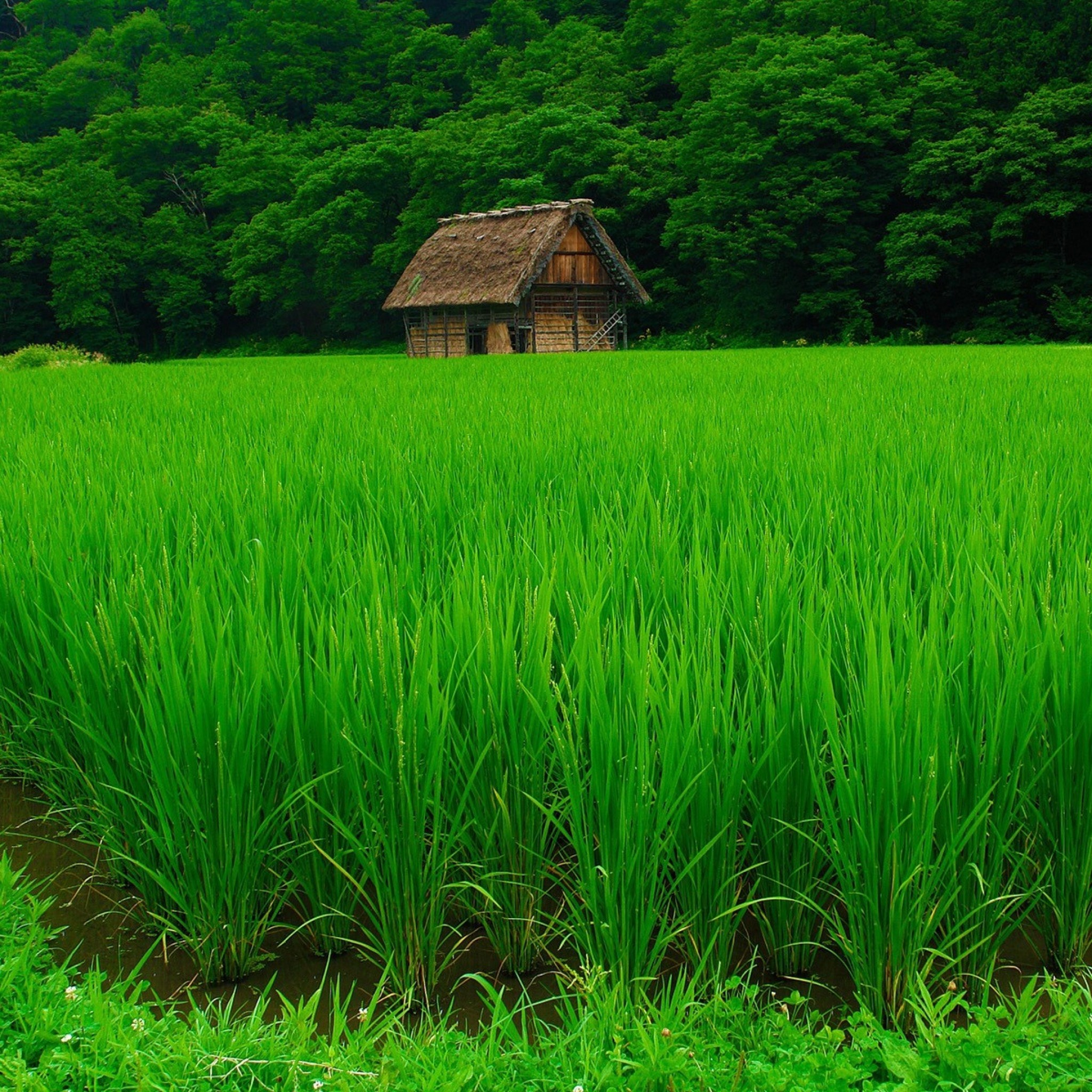 Grass Lawn Beautiful Summer - Green Nature - HD Wallpaper 