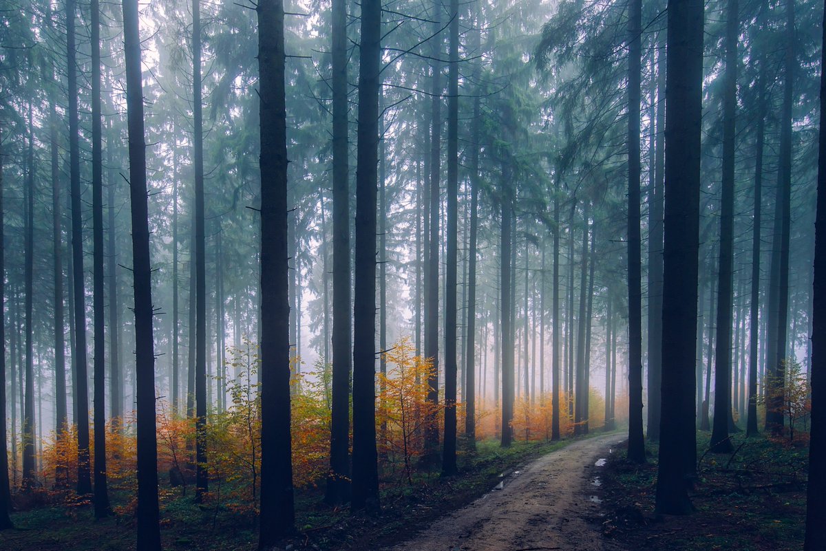 Forest During Sunset - HD Wallpaper 