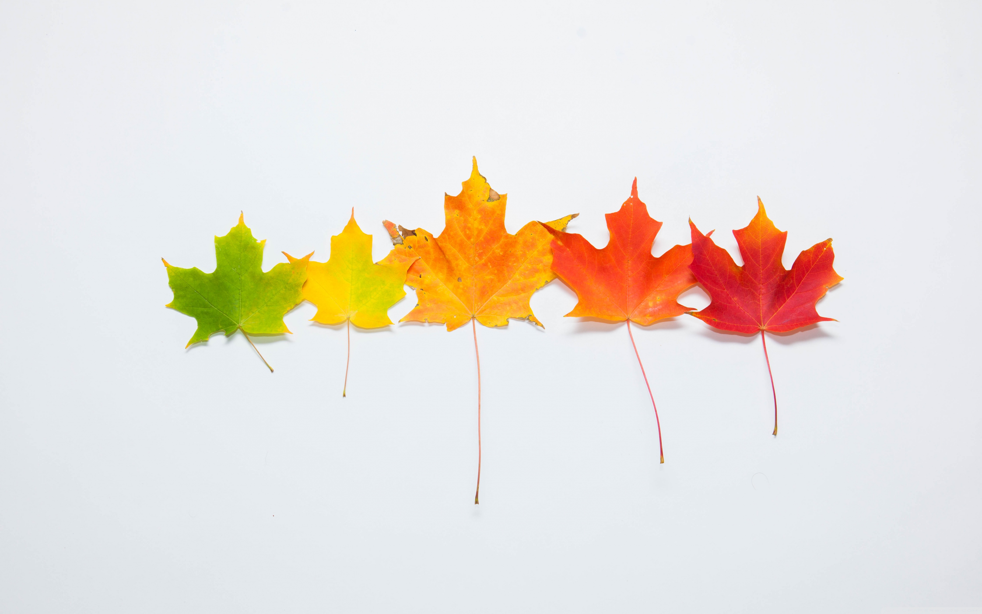 Simple Fall Desktop Backgrounds - HD Wallpaper 