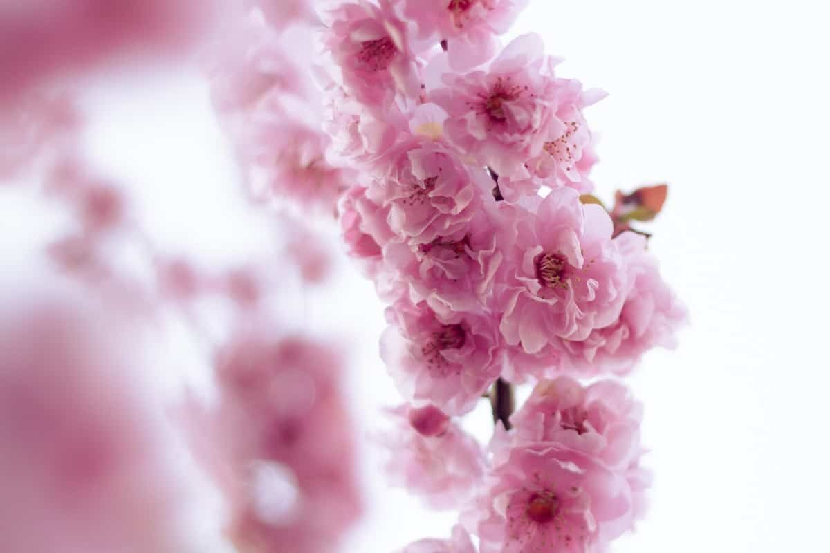 Cherry Blossom Love You Quote - HD Wallpaper 