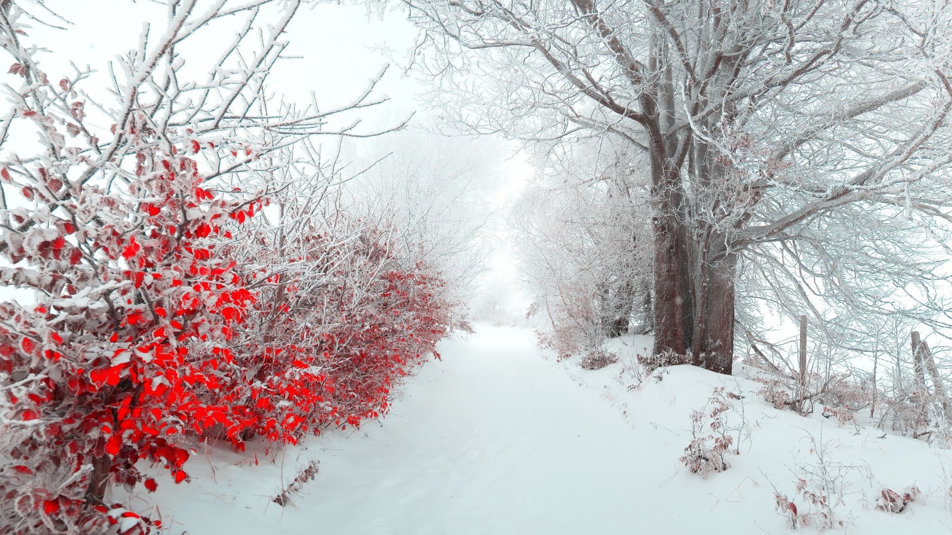 Winter Wallpaper Desktop - HD Wallpaper 