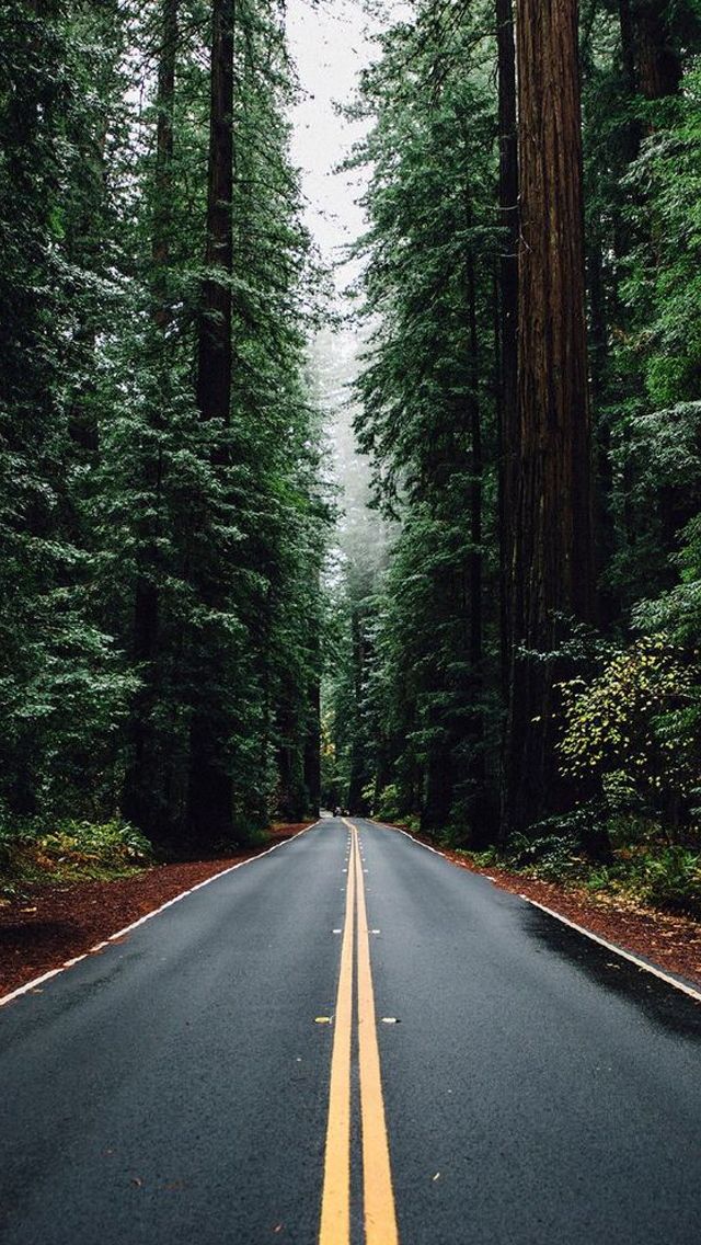 Phone Nature Wallpapers Px, - Forest Road Wallpaper Iphone - HD Wallpaper 