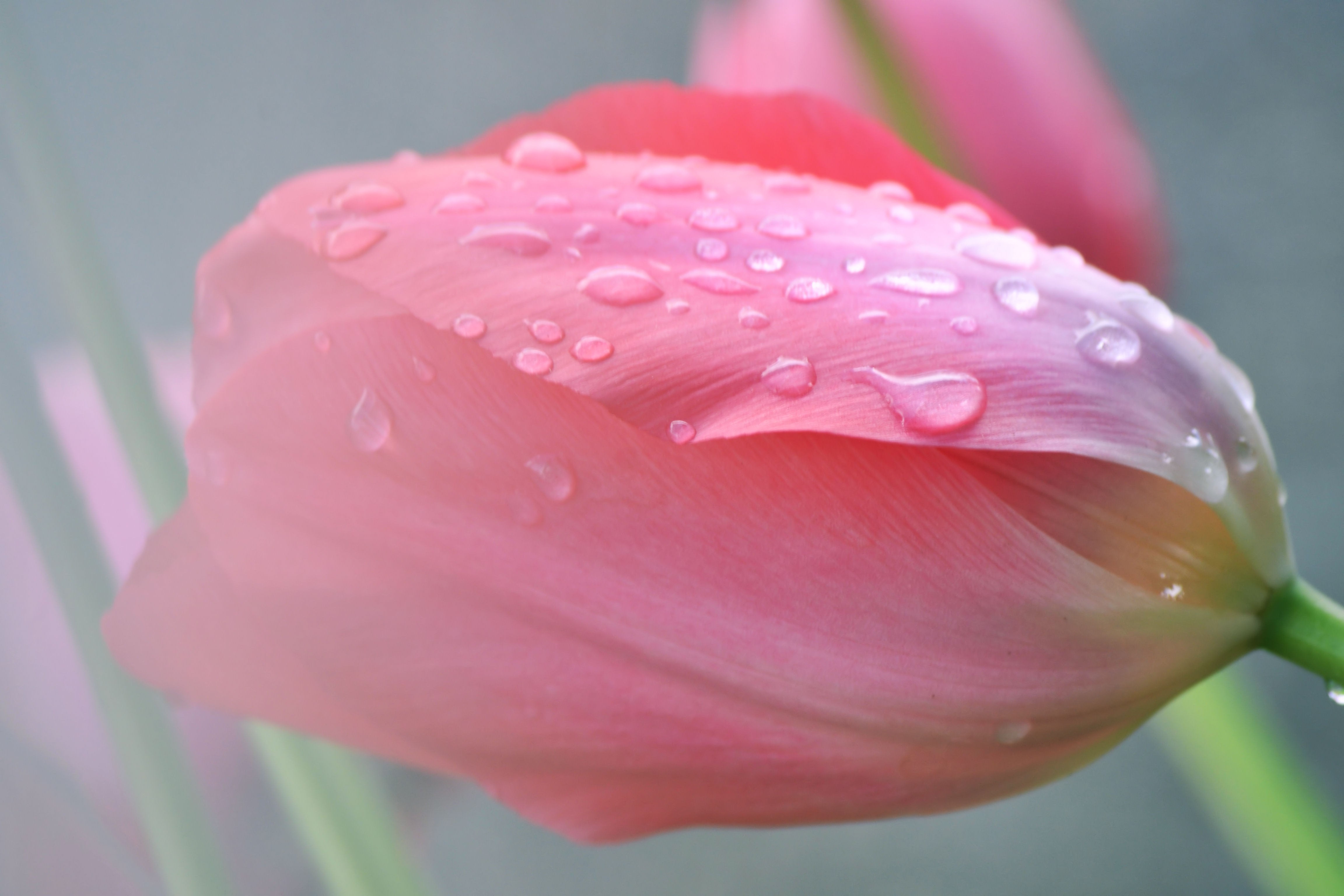 Flower In Rain Images Hd - HD Wallpaper 