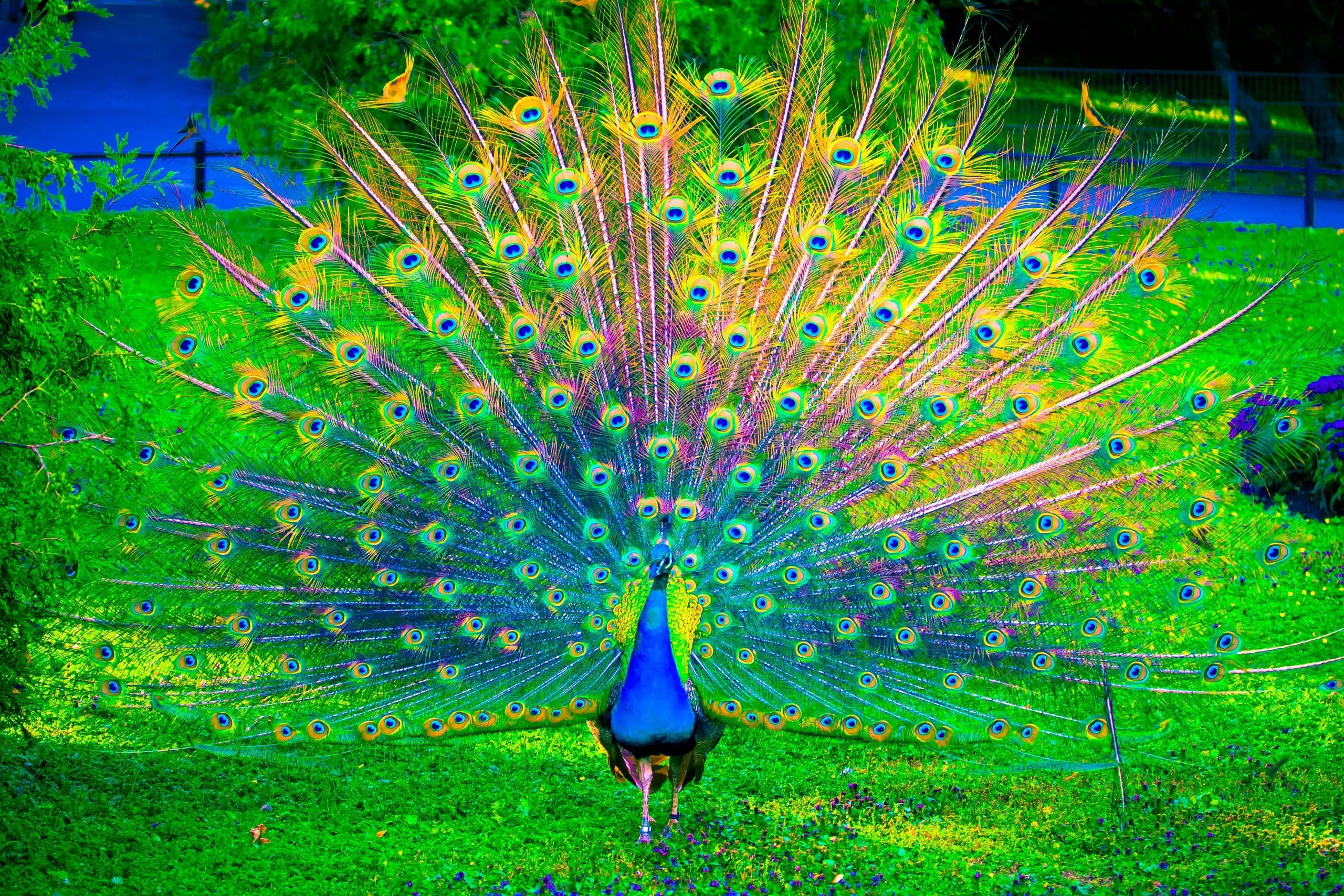 Peacock Hd - HD Wallpaper 
