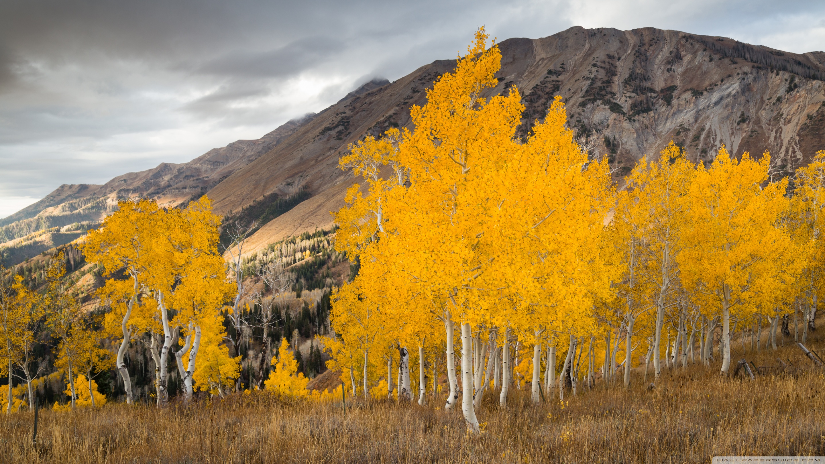 Autumn Hd Wallpapers Aspen Trees - HD Wallpaper 