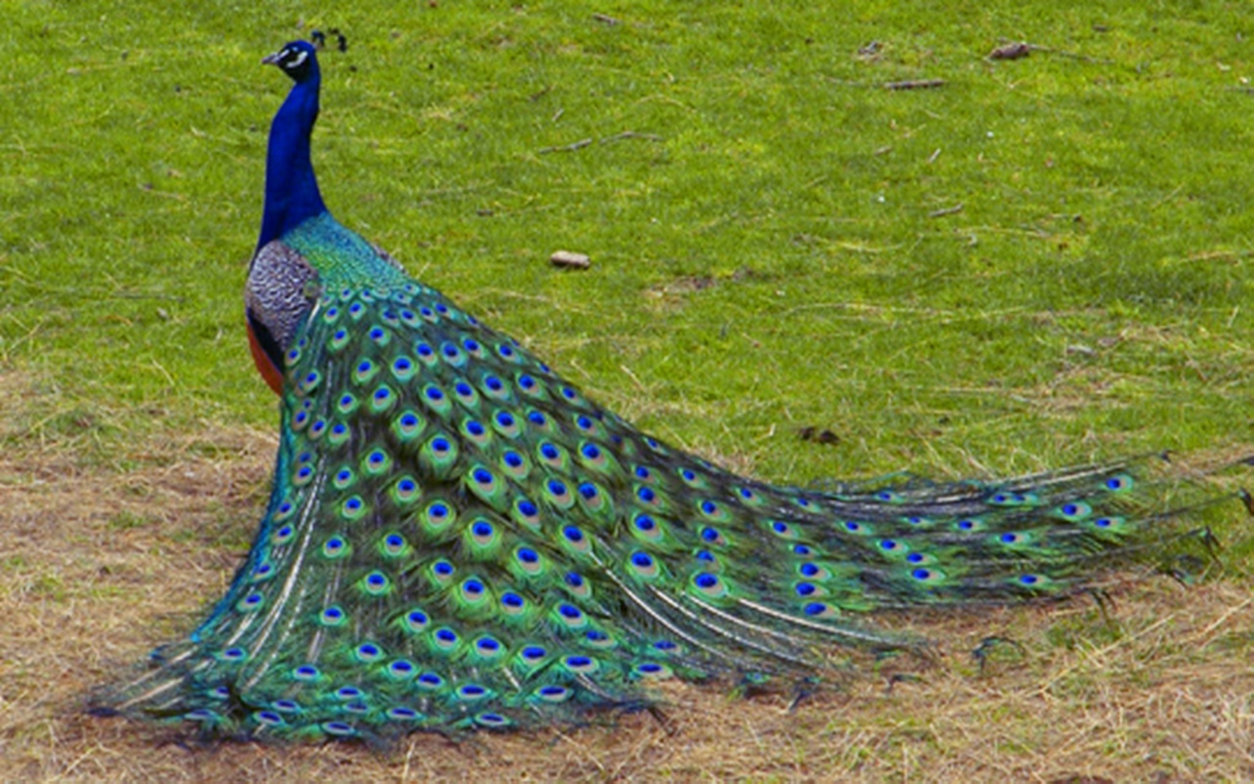 1080p Peacock Hd - HD Wallpaper 