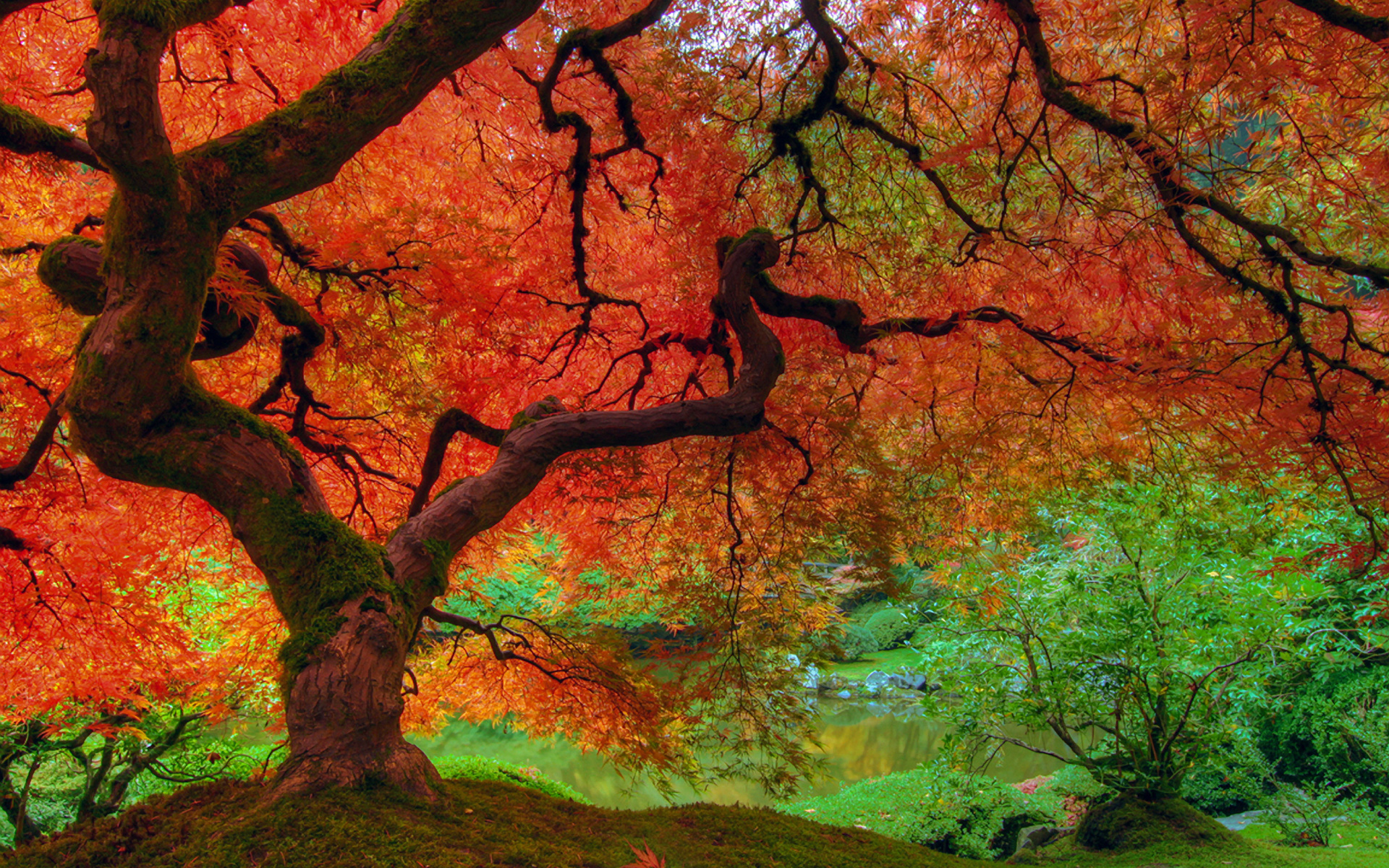 Fall Wallpaper - Stunning Wallpapers Autumn - HD Wallpaper 