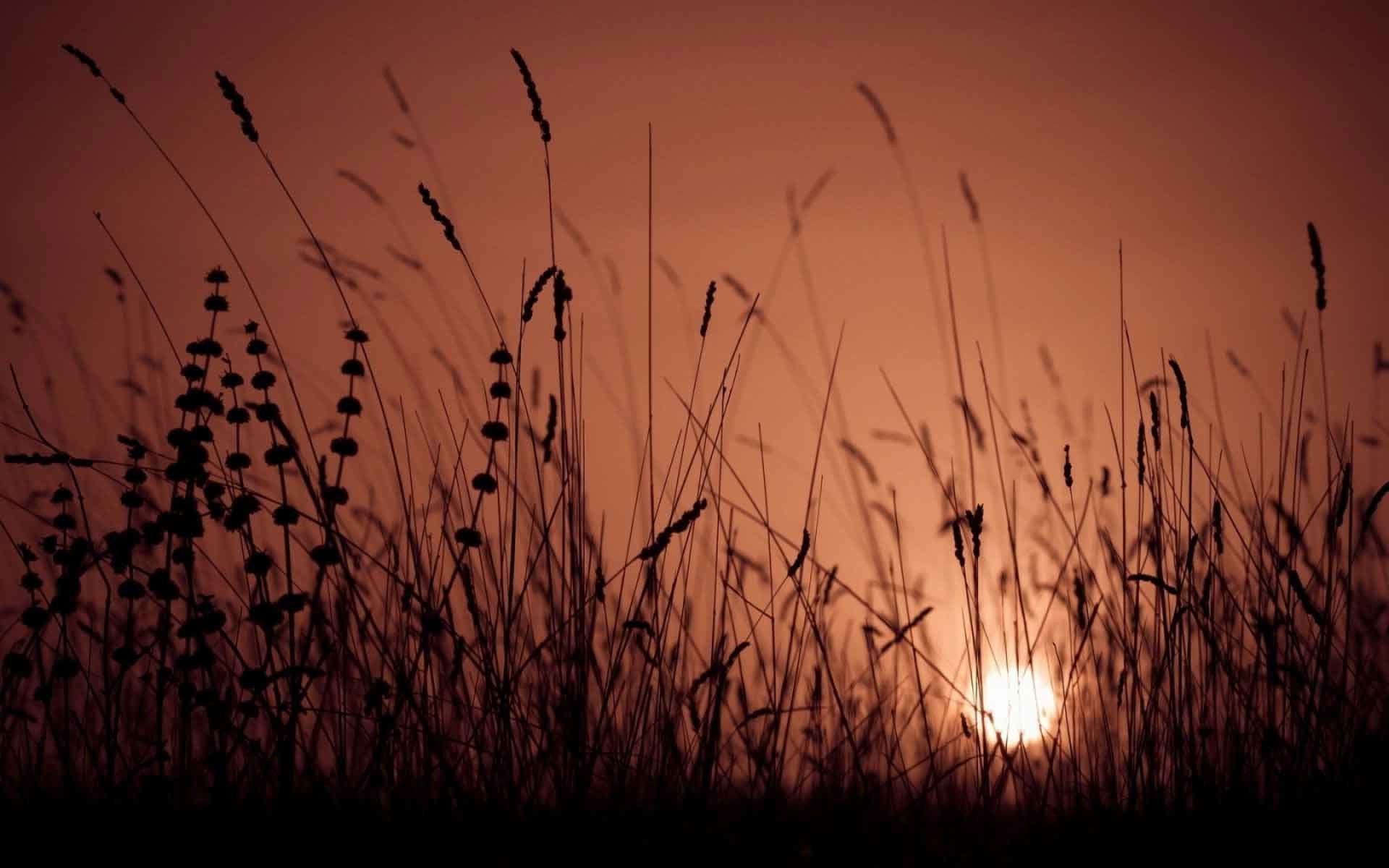 Plants Nature Sunset Landscape Sunrise Grass Bokeh - Evening - HD Wallpaper 