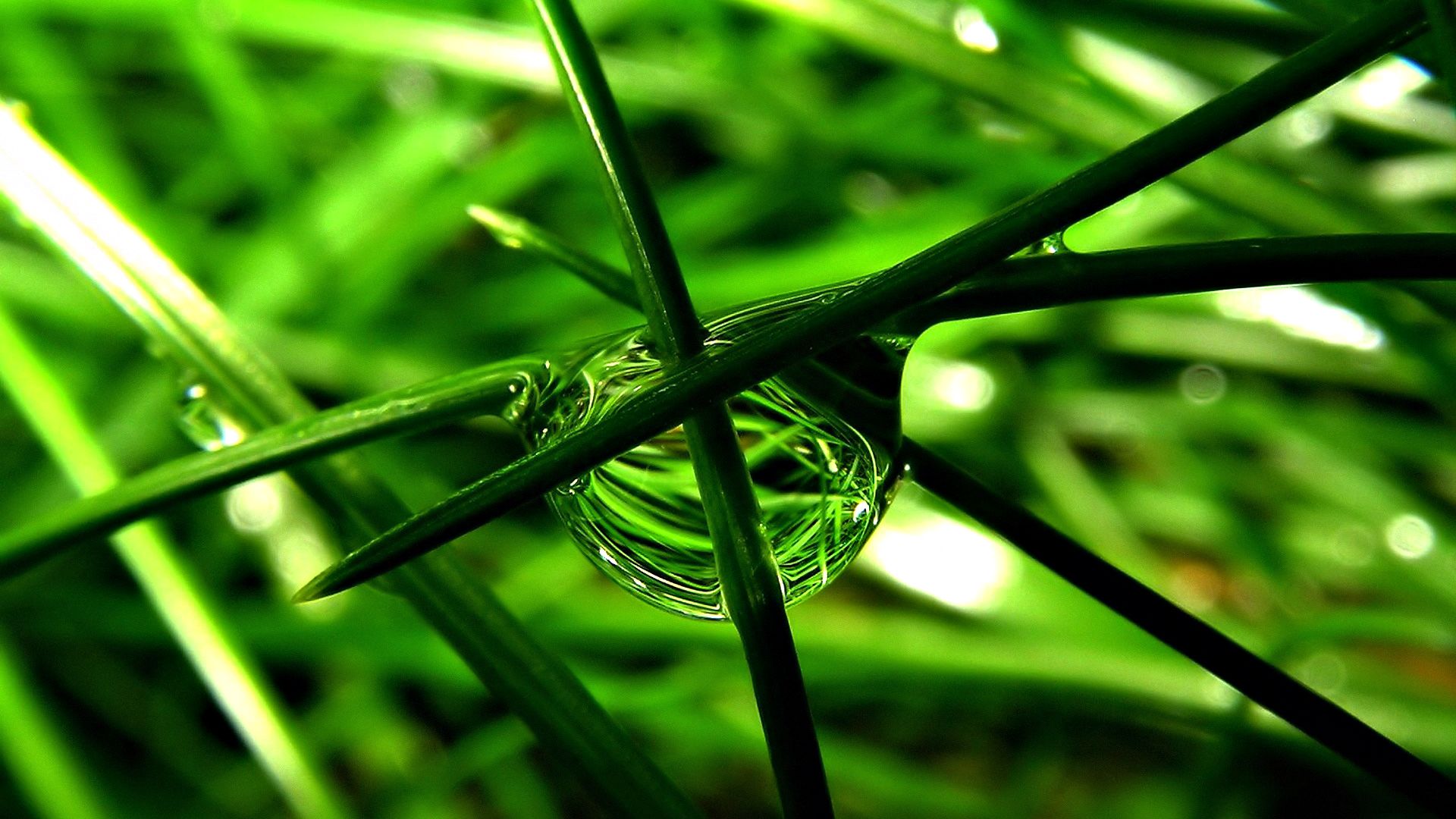 Wallpaper Nature Animal Hd 3d Beauty Full Size Widescreen - Nature