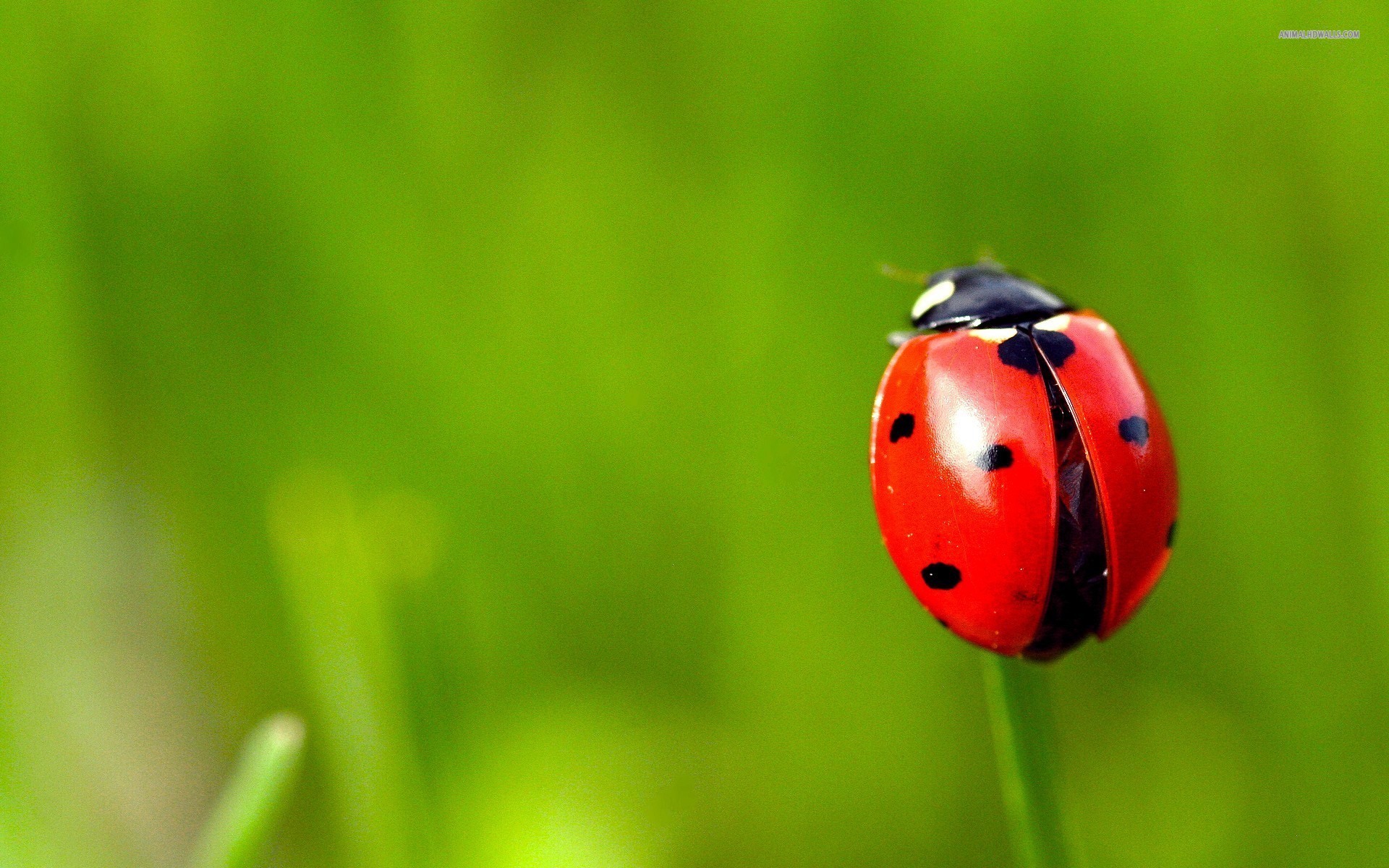Beautiful Ladybug - HD Wallpaper 