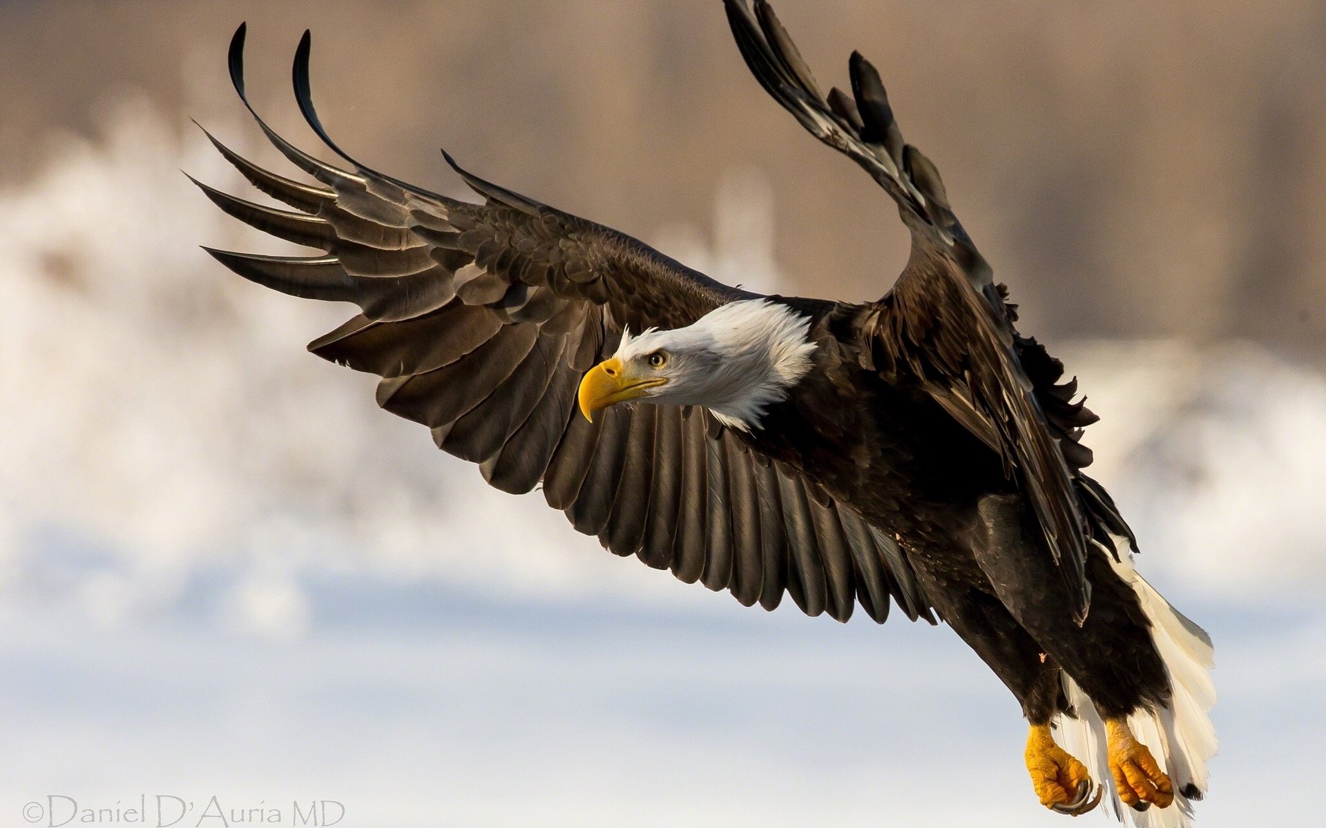 Golden Eagle In Action Wallpaper - American Eagle Hd - HD Wallpaper 