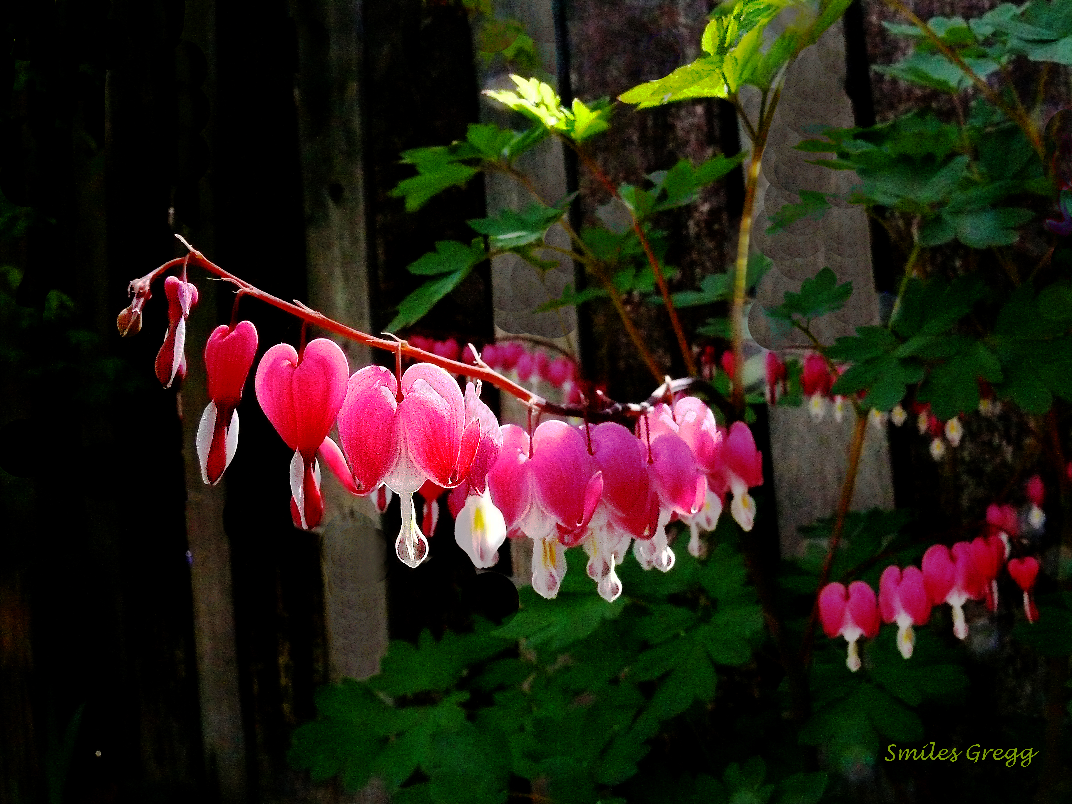 Pacific Bleeding Heart - HD Wallpaper 