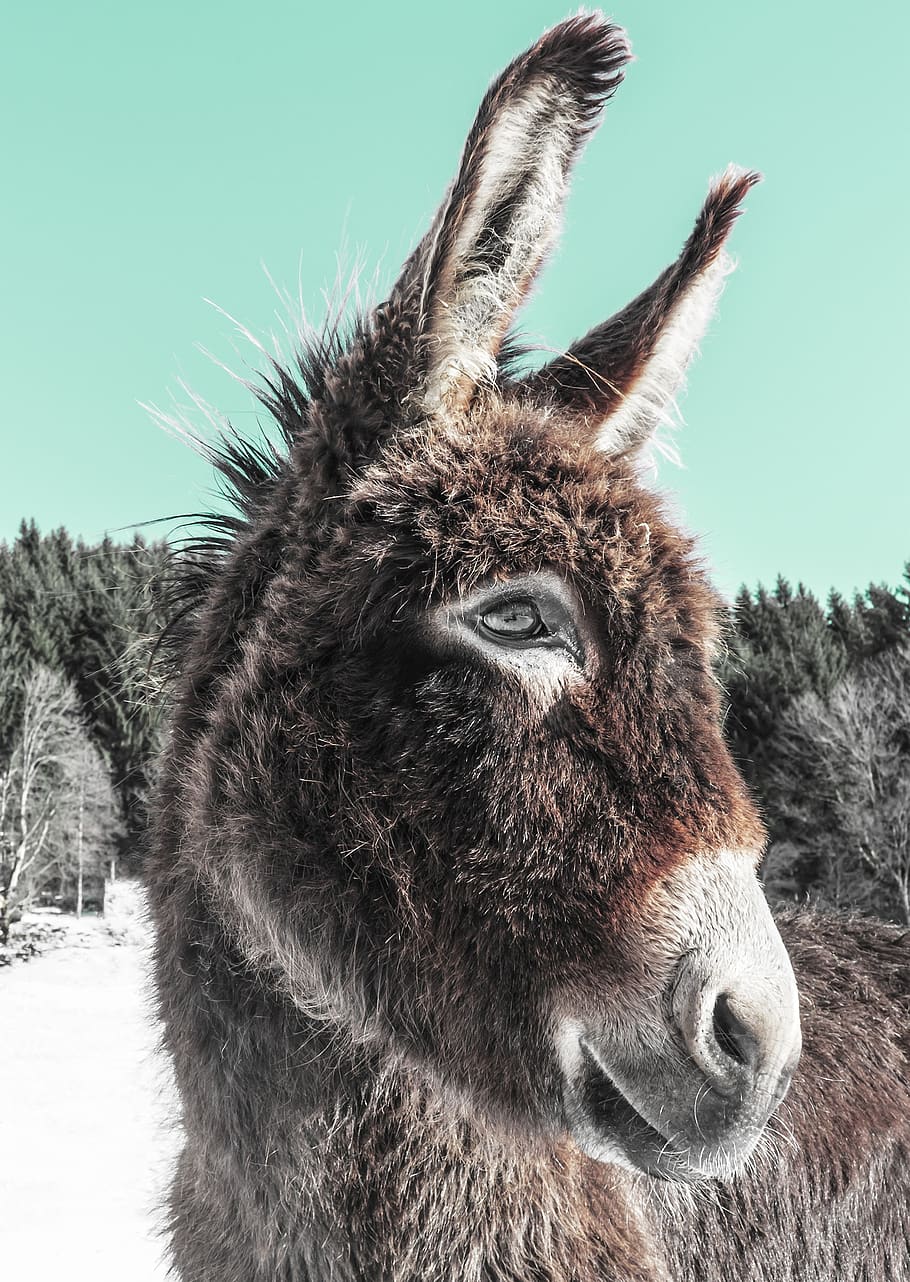 Veterinarian, Listen To, Therapy, Donkey, Love For - HD Wallpaper 