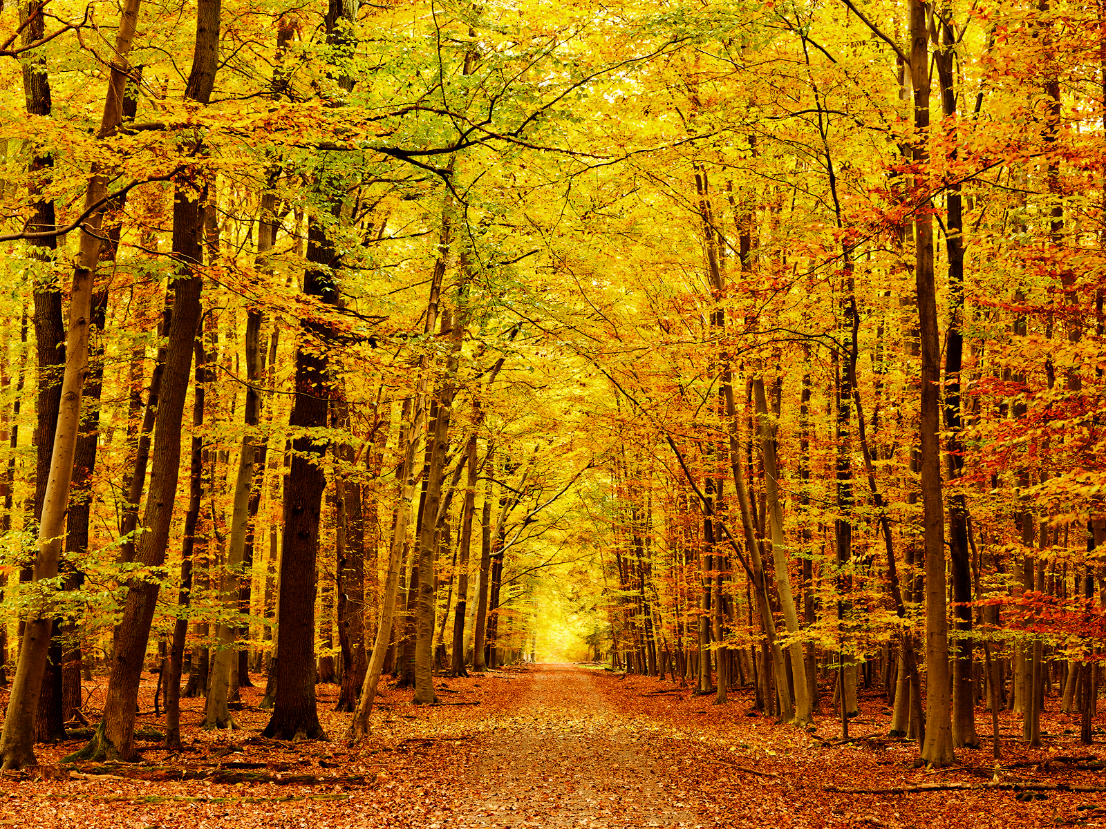 Fall, Autumn, Landscape, Leaves - Golden Autumn Way - HD Wallpaper 