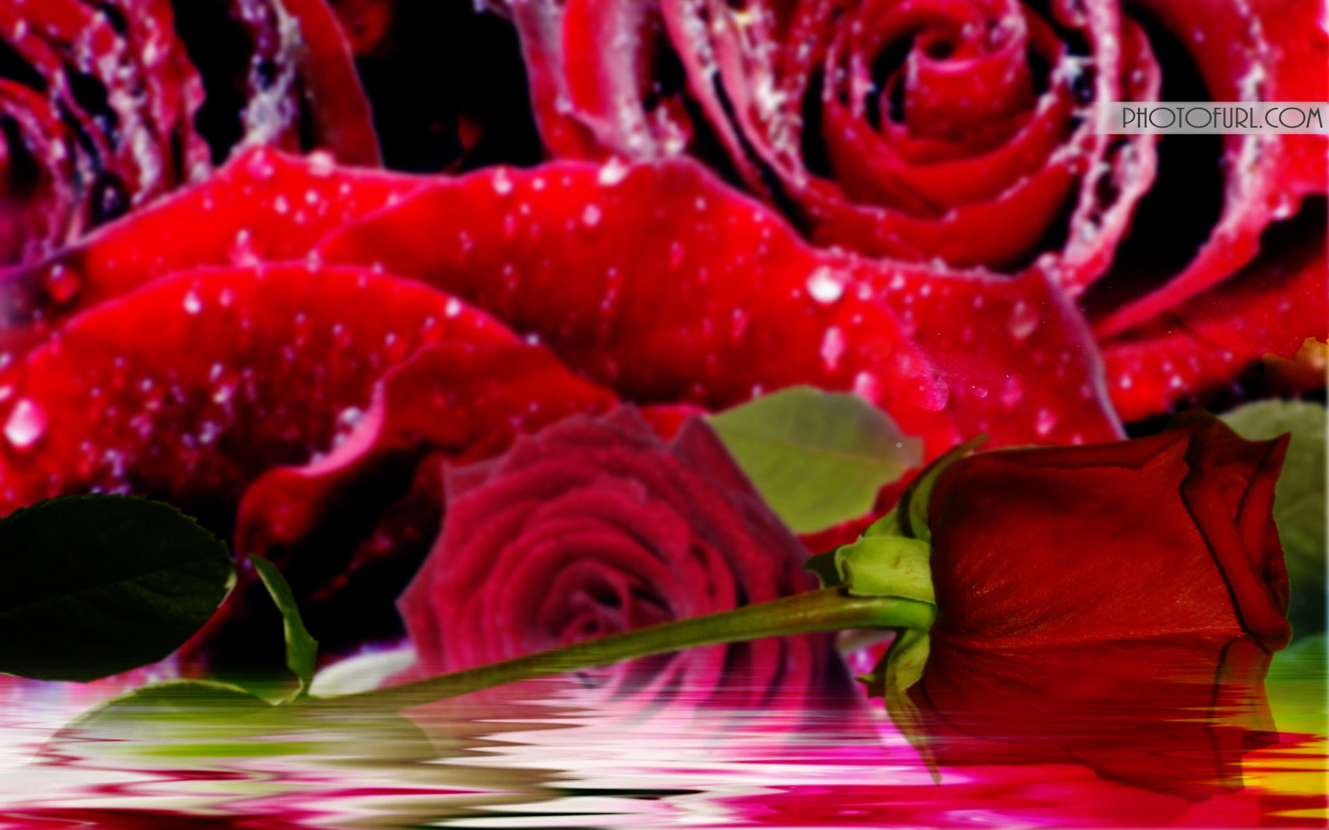 Wallpapers Guns N Roses - Rose Most Beautiful Flowers - HD Wallpaper 