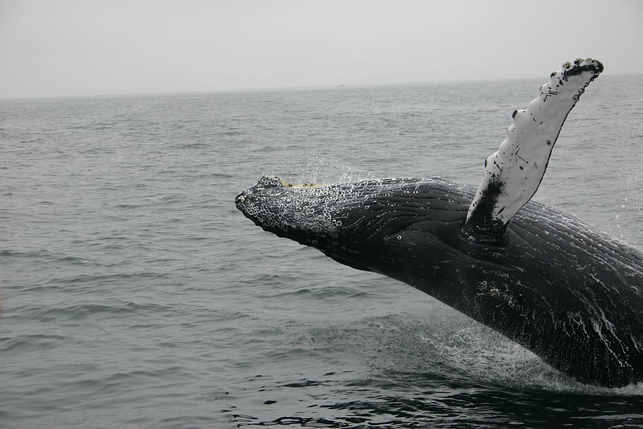 Photo Of Whale, Whale Slash On The Sea, Mammal, Sealife, - Whales - 910x607  Wallpaper 