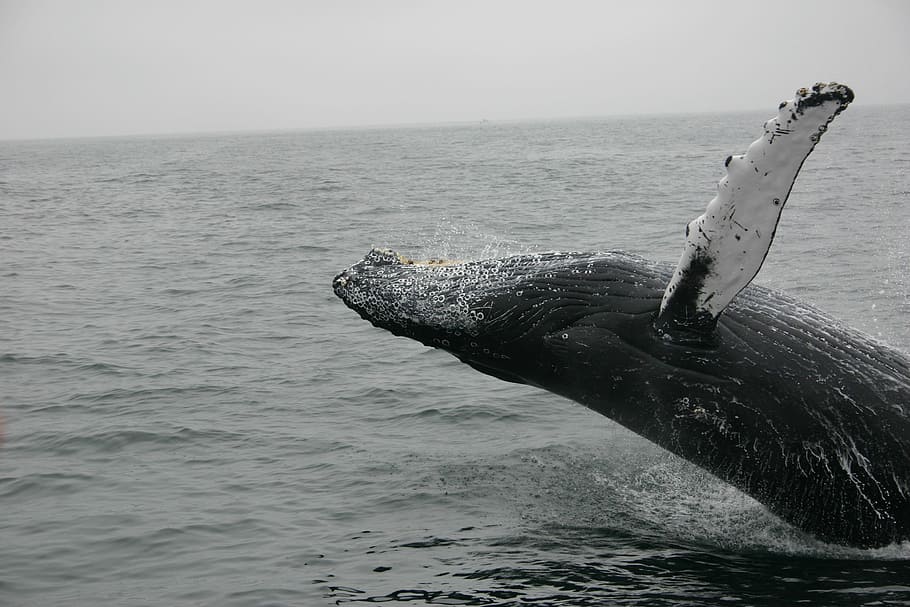 Photo Of Whale, Whale Slash On The Sea, Mammal, Sealife, - Whales - HD Wallpaper 