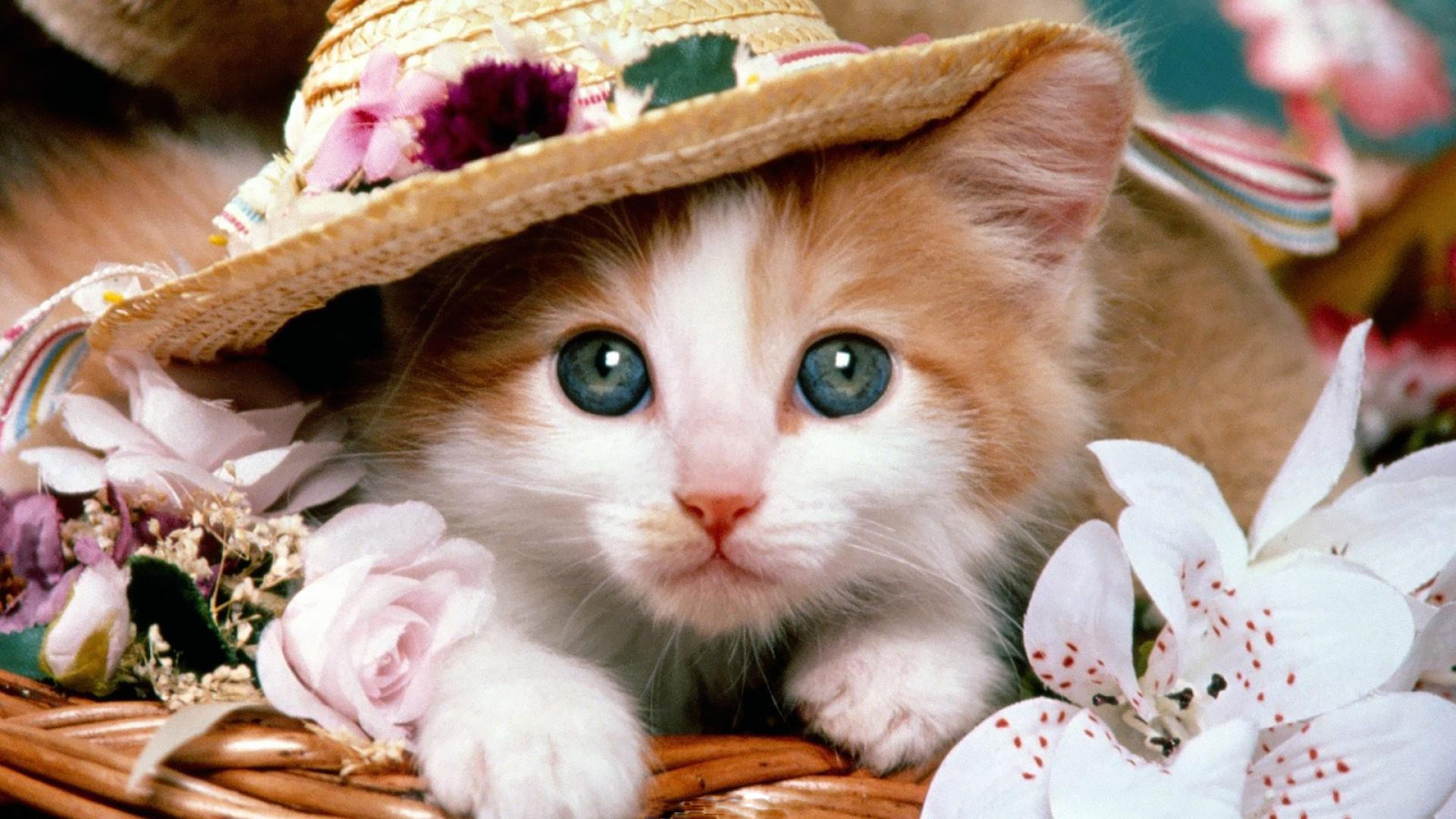 Beautiful Wallpapers Of Cat - HD Wallpaper 