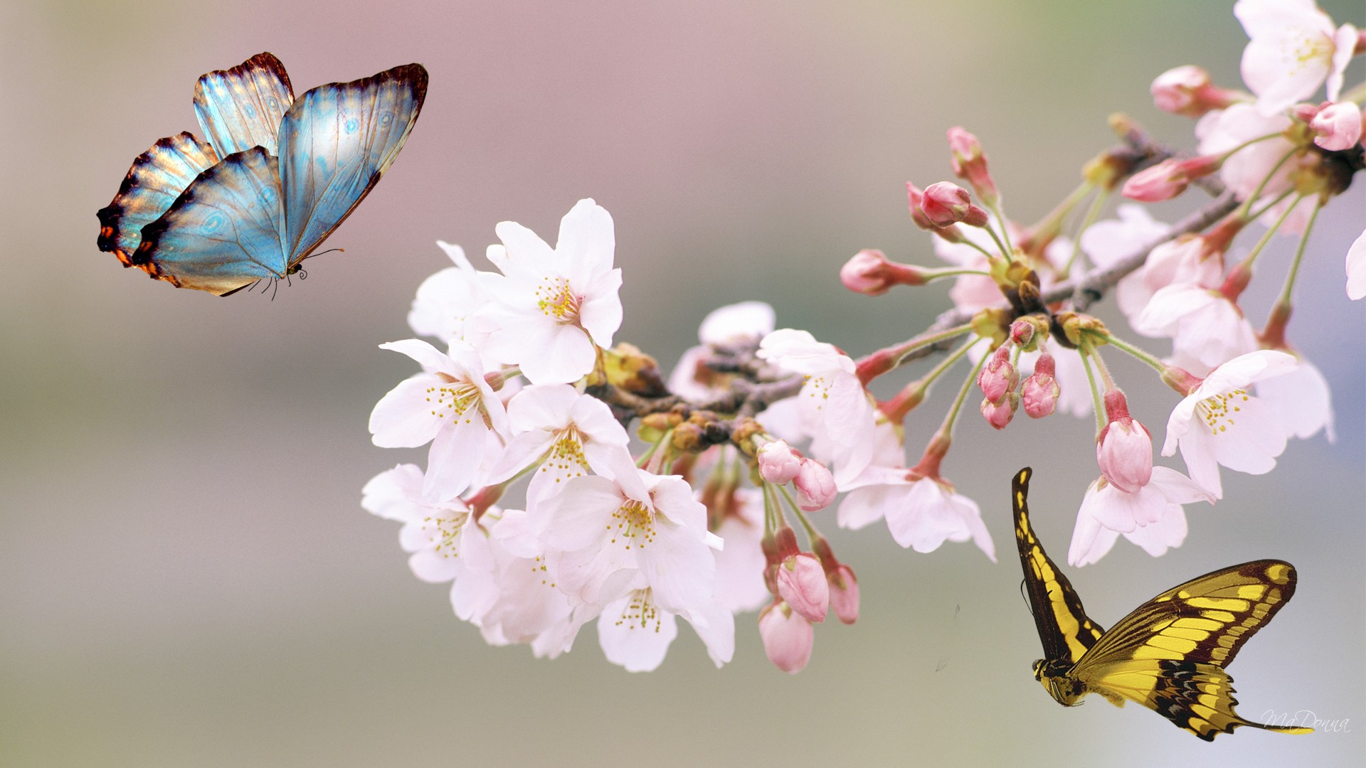 Butterfly On A Cherry Blossom Tree - HD Wallpaper 