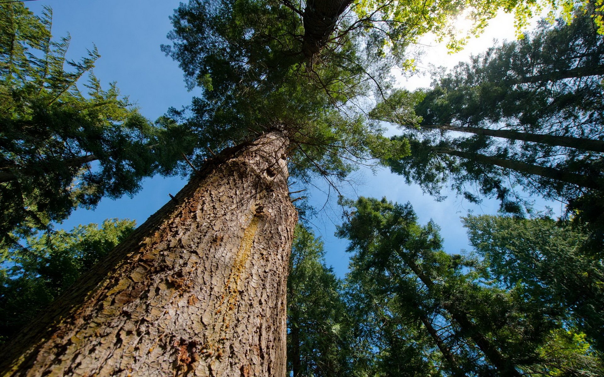 Looking Up In Botanical Garden - HD Wallpaper 