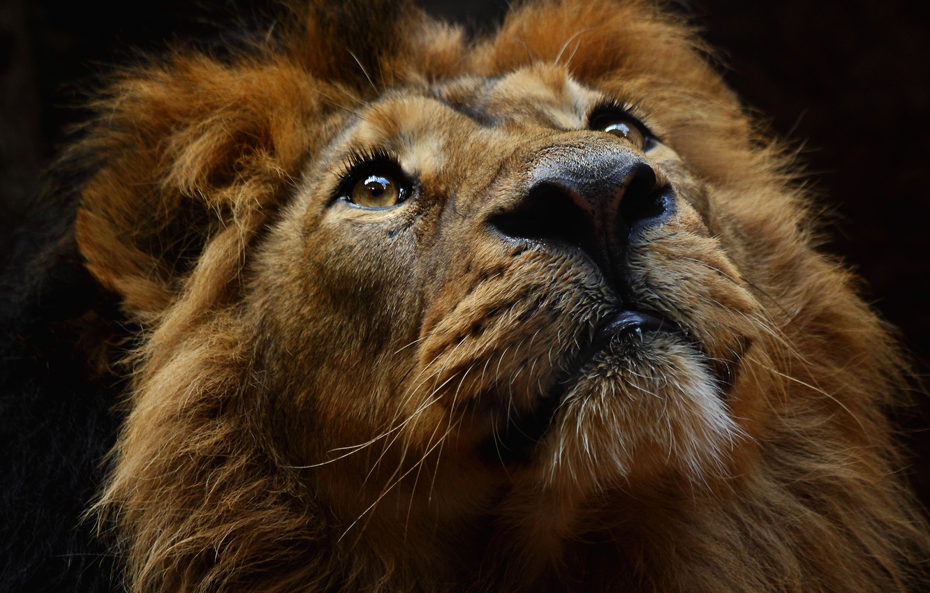 Photo Wallpaper Eyes, Look, Face, Close-up, The Dark - Lion - HD Wallpaper 