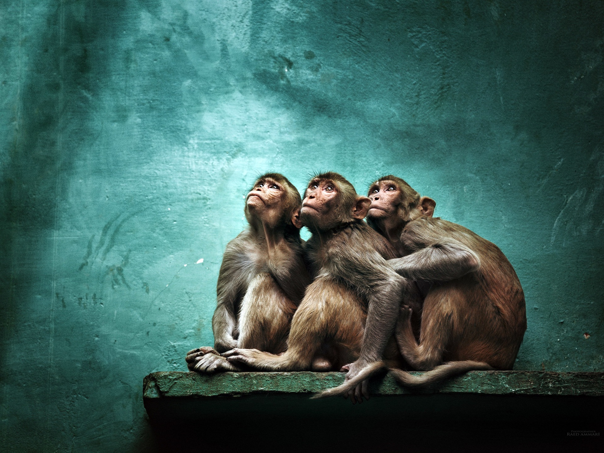 Wallpaper Three Monkeys Look Up - Look Up - HD Wallpaper 