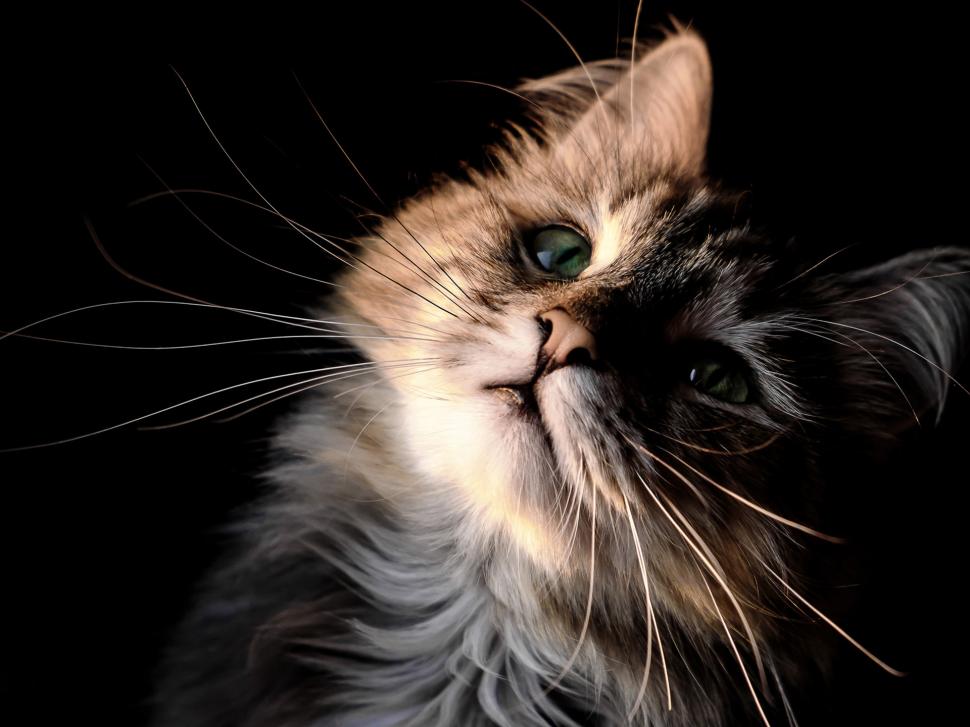 Cute Kitten Look Up, Snout, Mustache, Eyes, Furry Wallpaper,cute - HD Wallpaper 