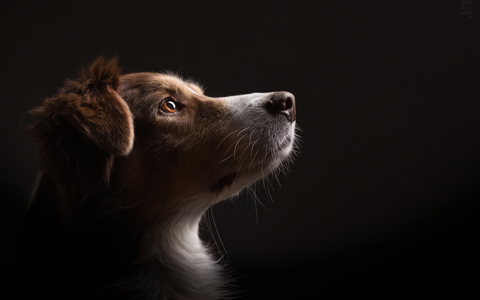 Wallpaper Dog Look Up, Black Background - Perros Envenenados En Quito - HD Wallpaper 