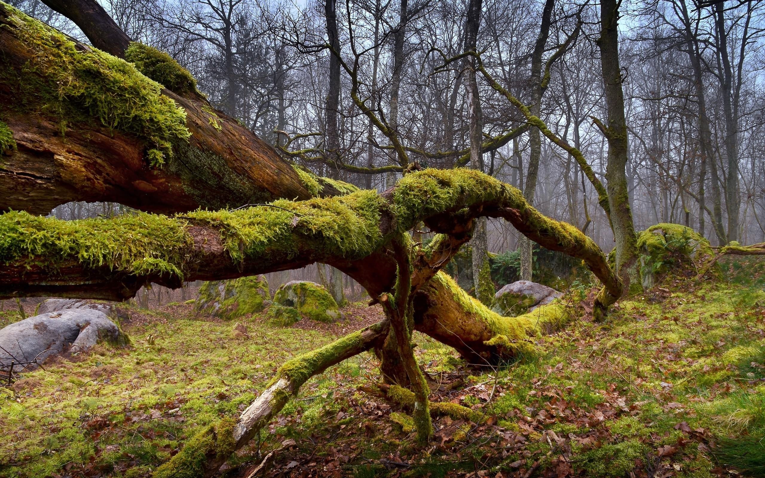Mossy Log - HD Wallpaper 