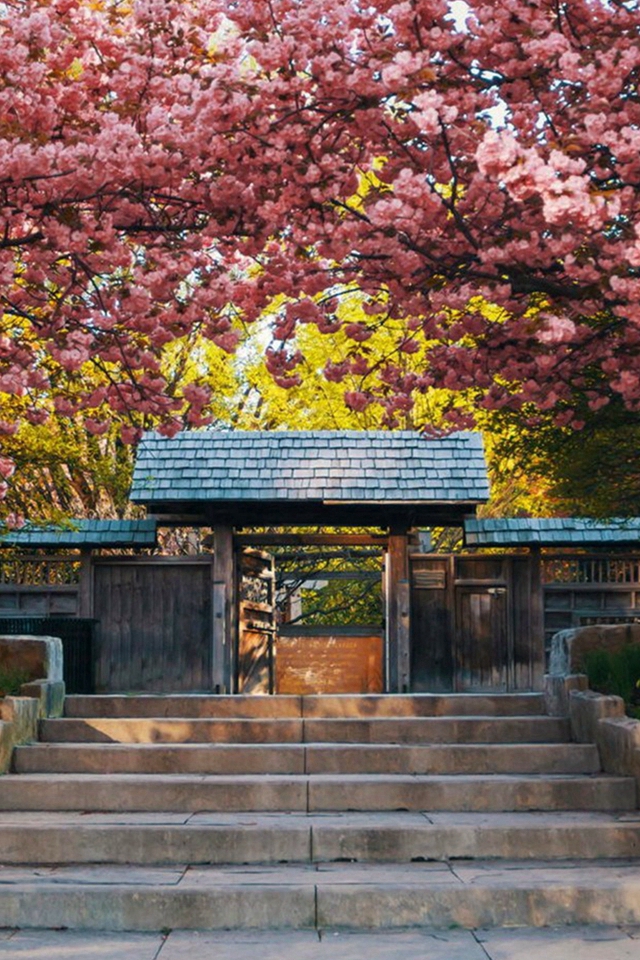 Log Cabin Door Nature Flower Branch Iphone 4s Wallpaper - Log Cabin Backgrounds Iphone 6 - HD Wallpaper 
