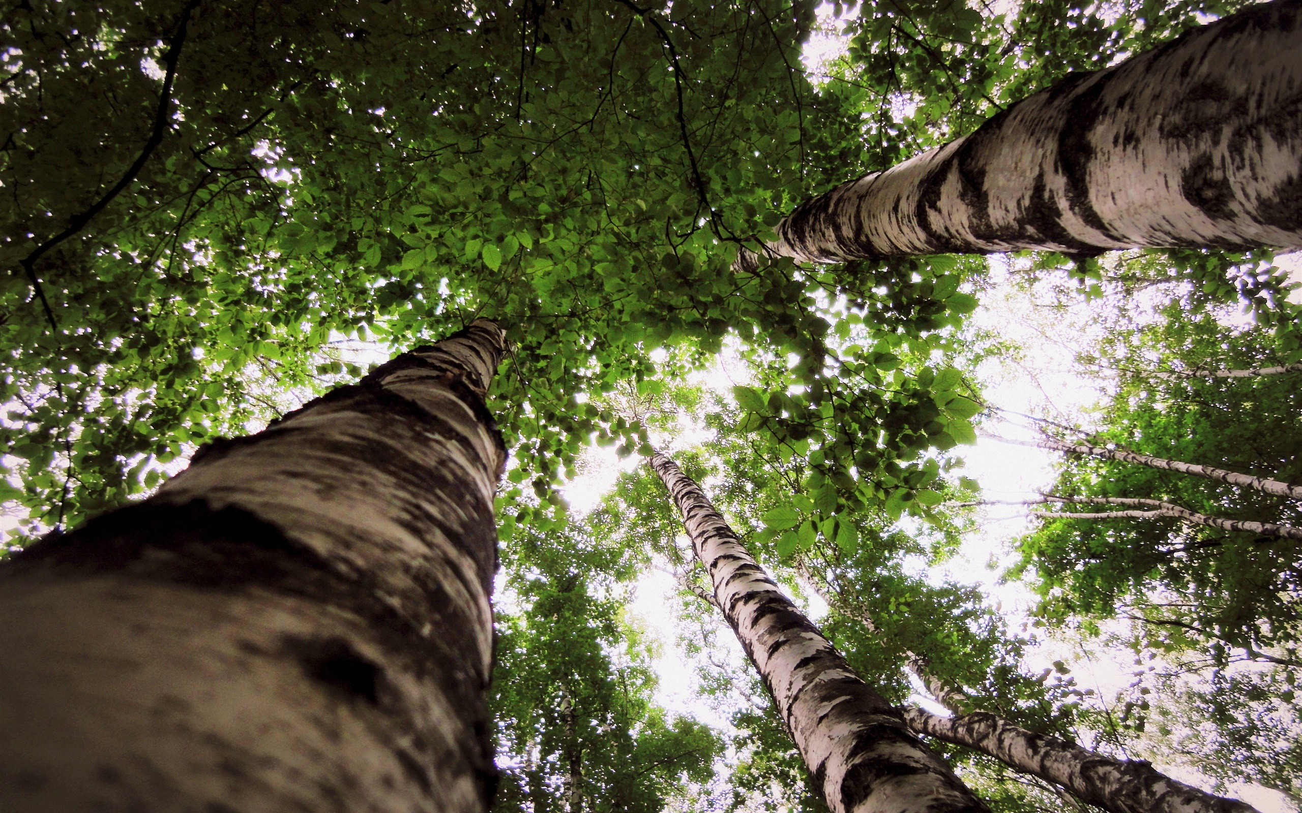 Wallpaper Birch Forest, Trees, Leaves, Look Up - Looking Up Birch Tree - HD Wallpaper 